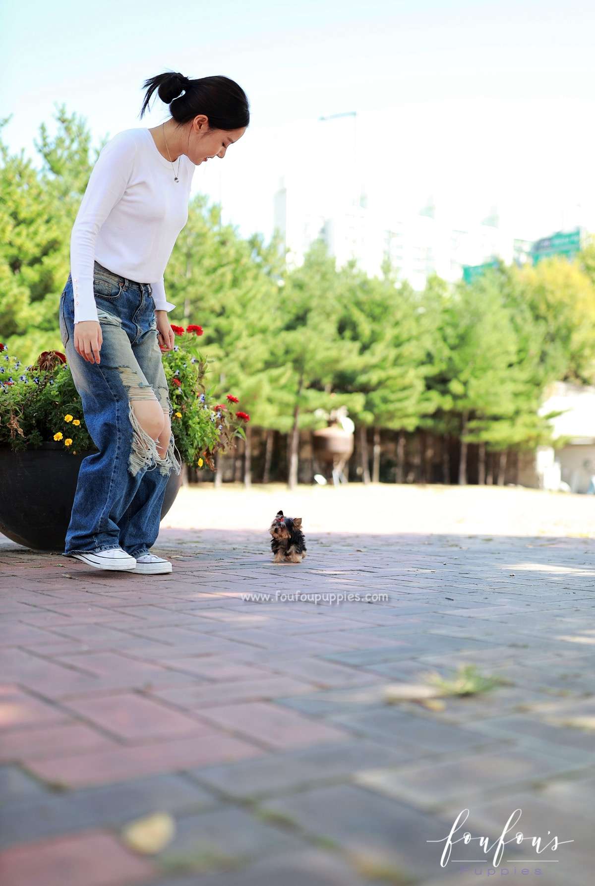 Louis - Yorkshire Terrier M.