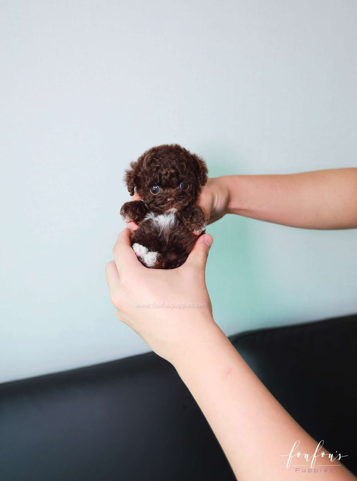 Mocha - Poodle F.