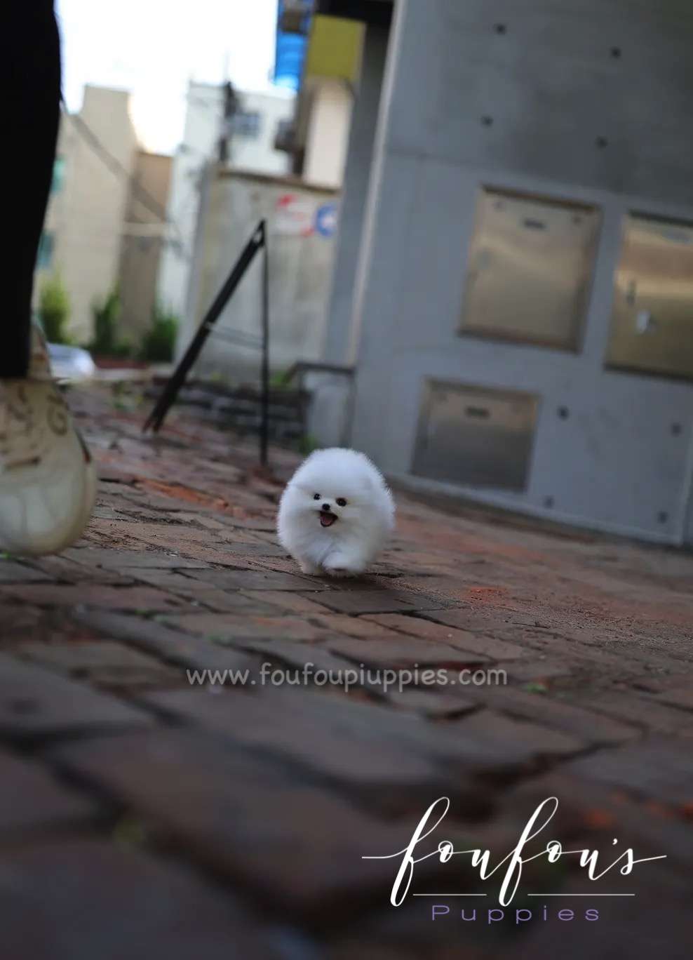 Lola - Pomeranian F.