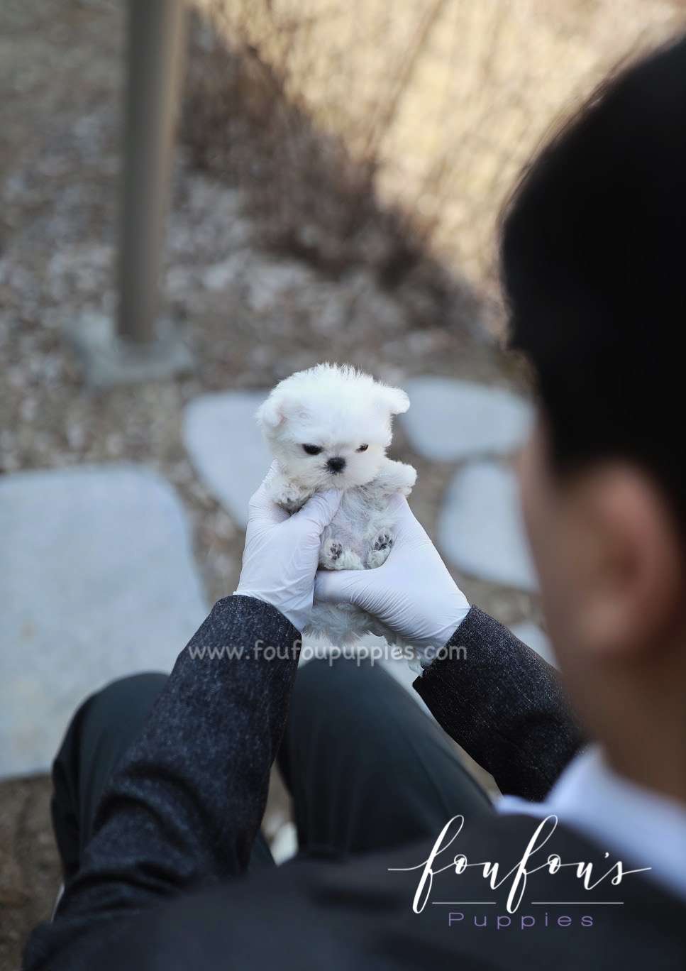 Yeti - Maltese M.