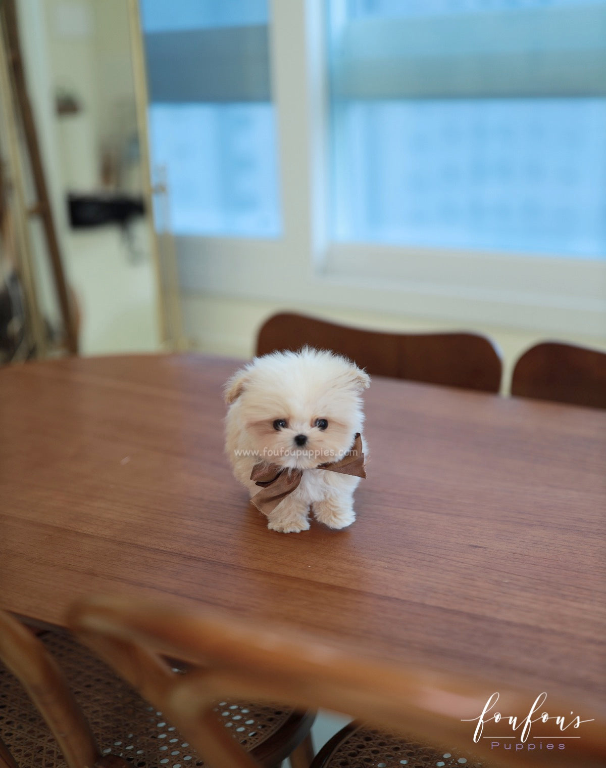 Crème Brulée - Maltipoo F.