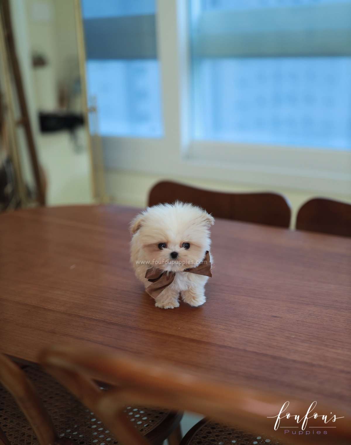 Crème Brulée - Maltipoo F.