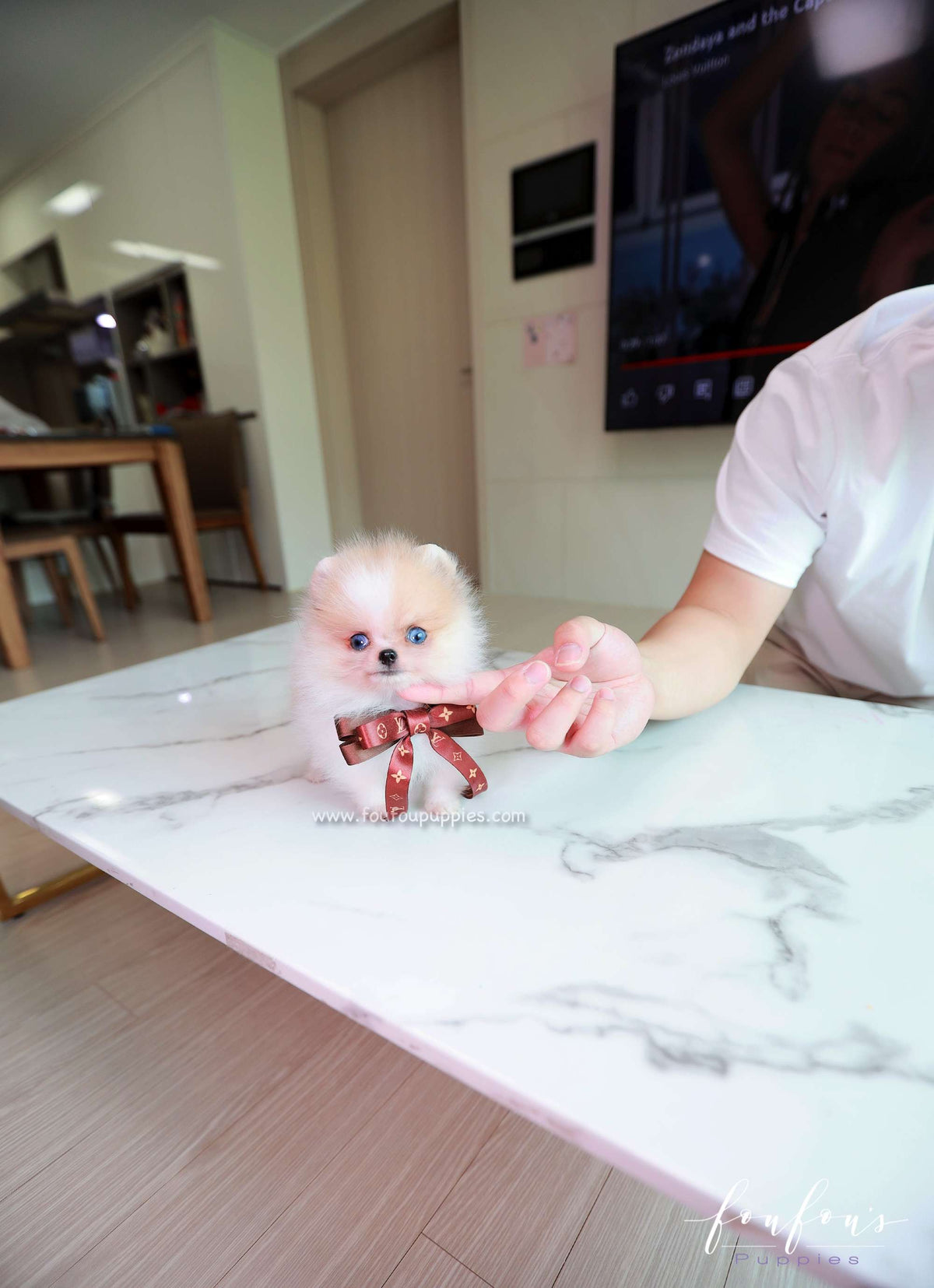 Roxy - Pomeranian F.