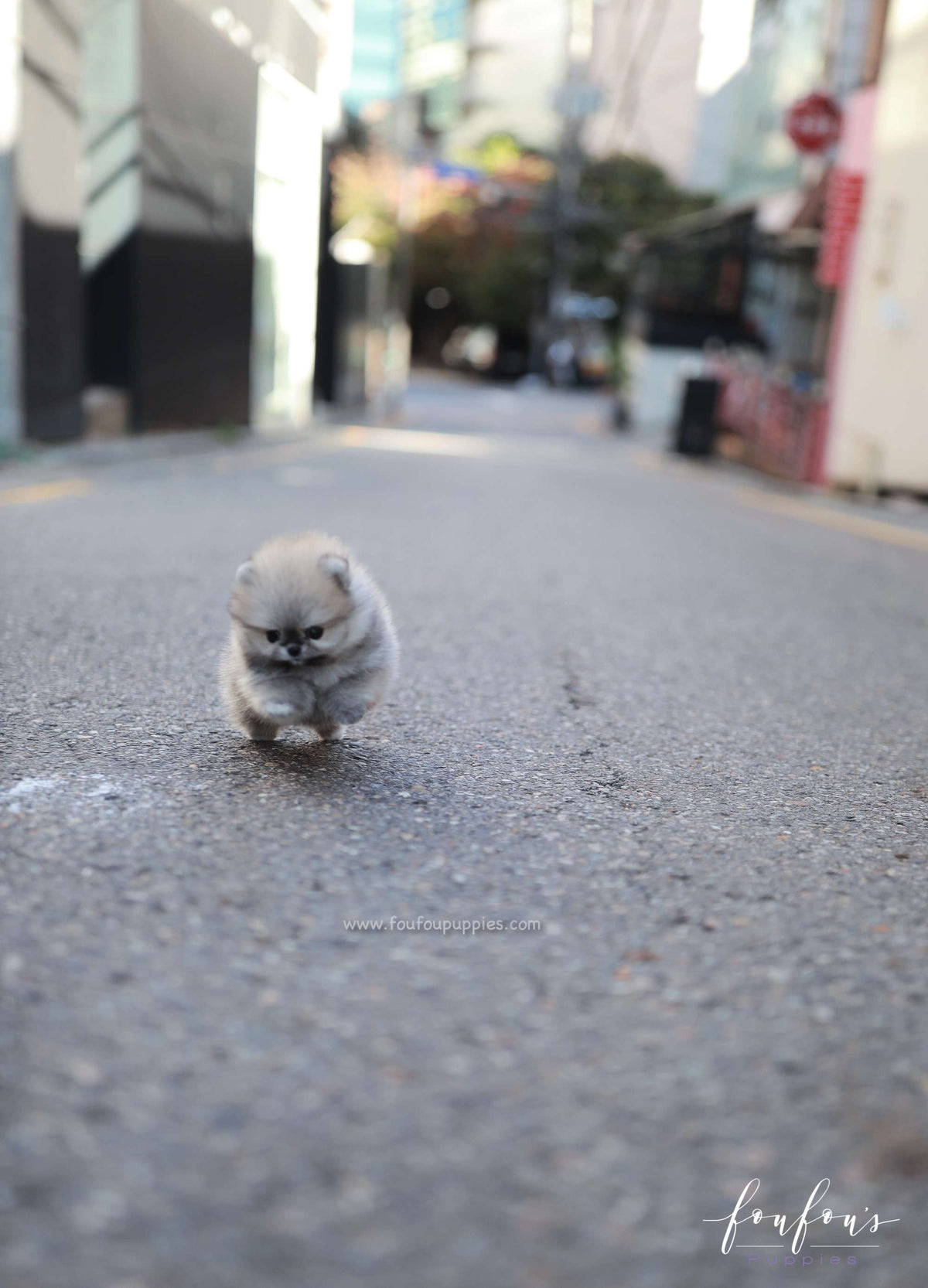 Céline - Pomeranian F.