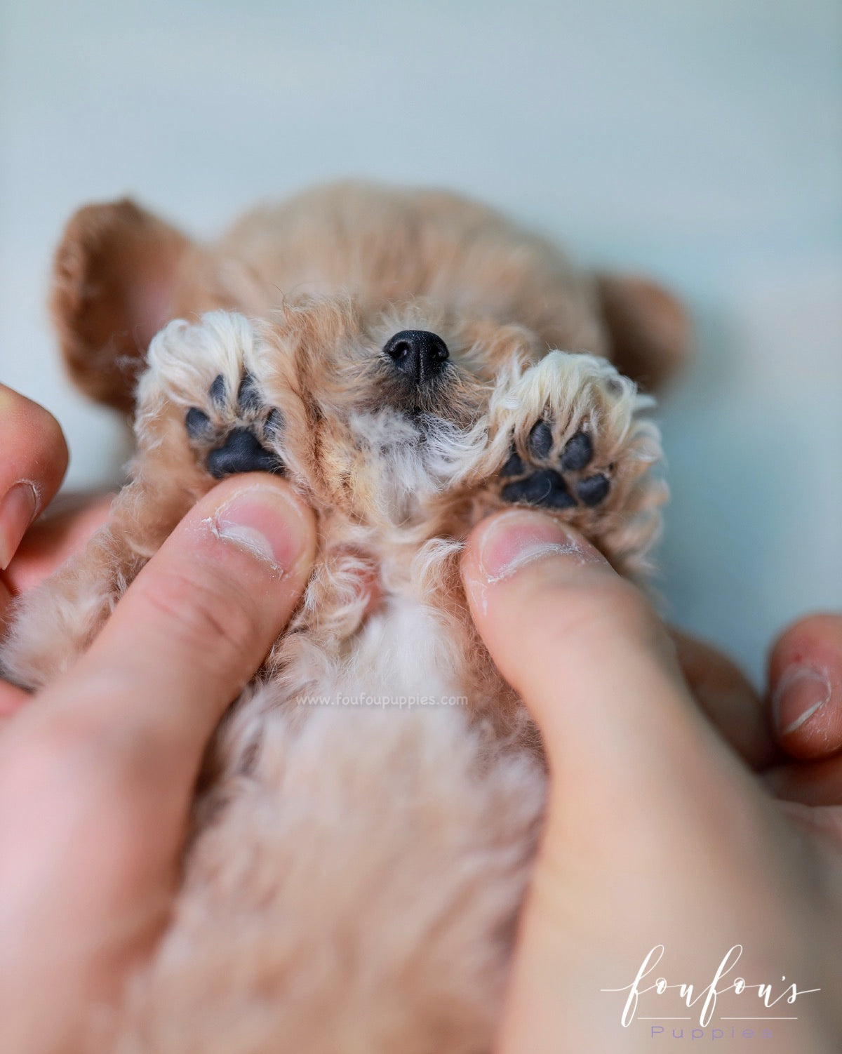 Kobe - Maltipoo M.