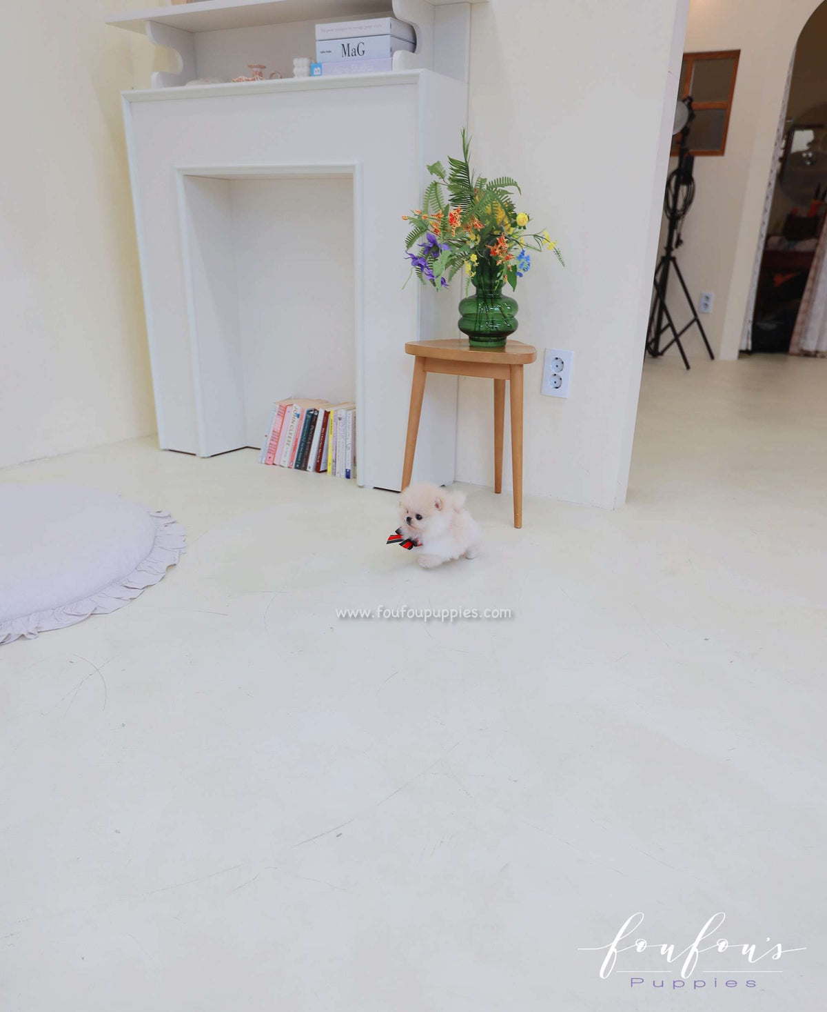 Buttercup - Pomeranian M.