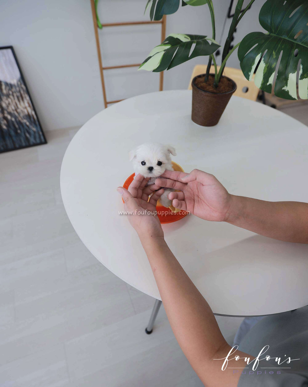 Pebbles - Maltese F.