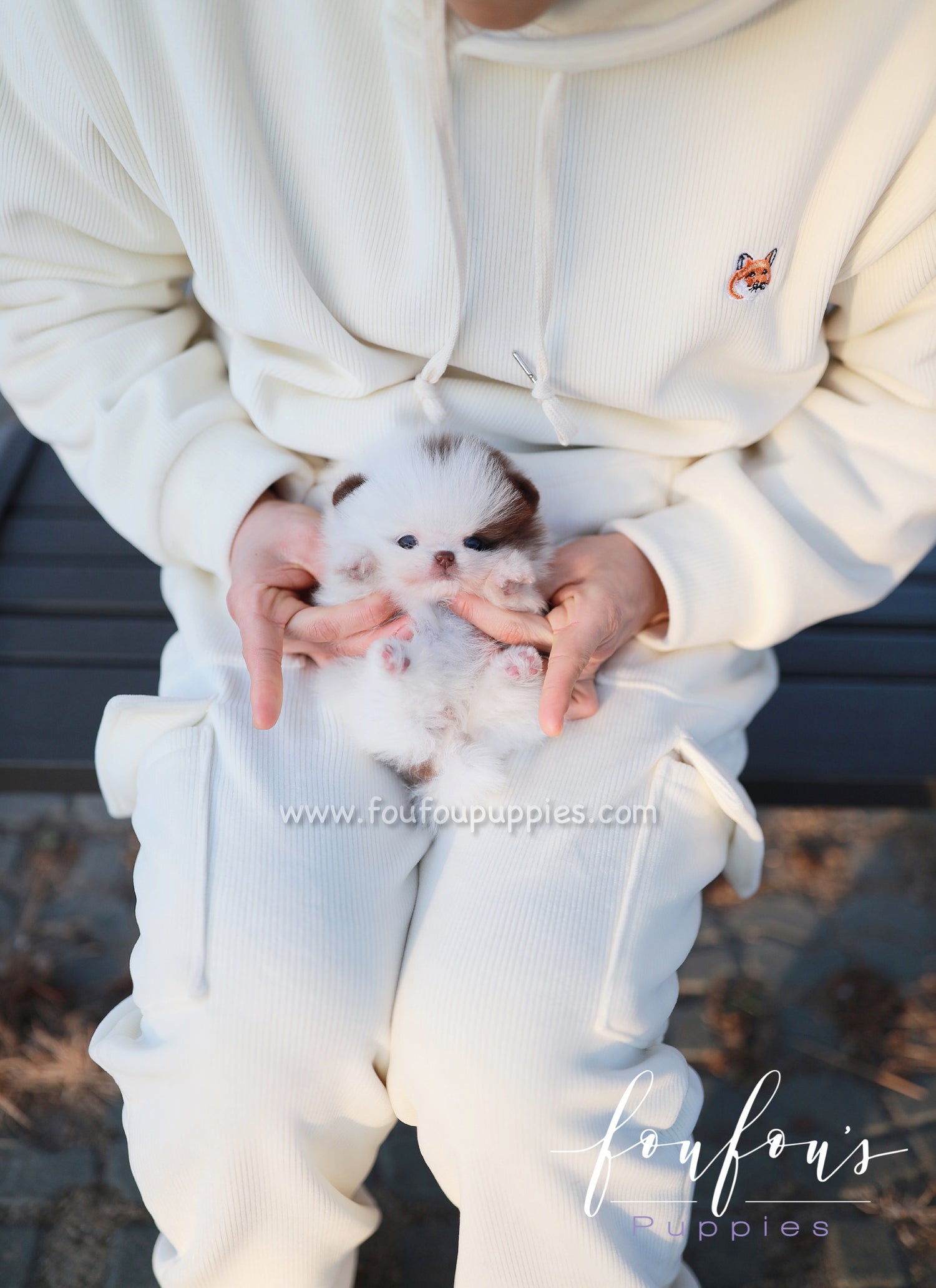Gino - Pomeranian M.