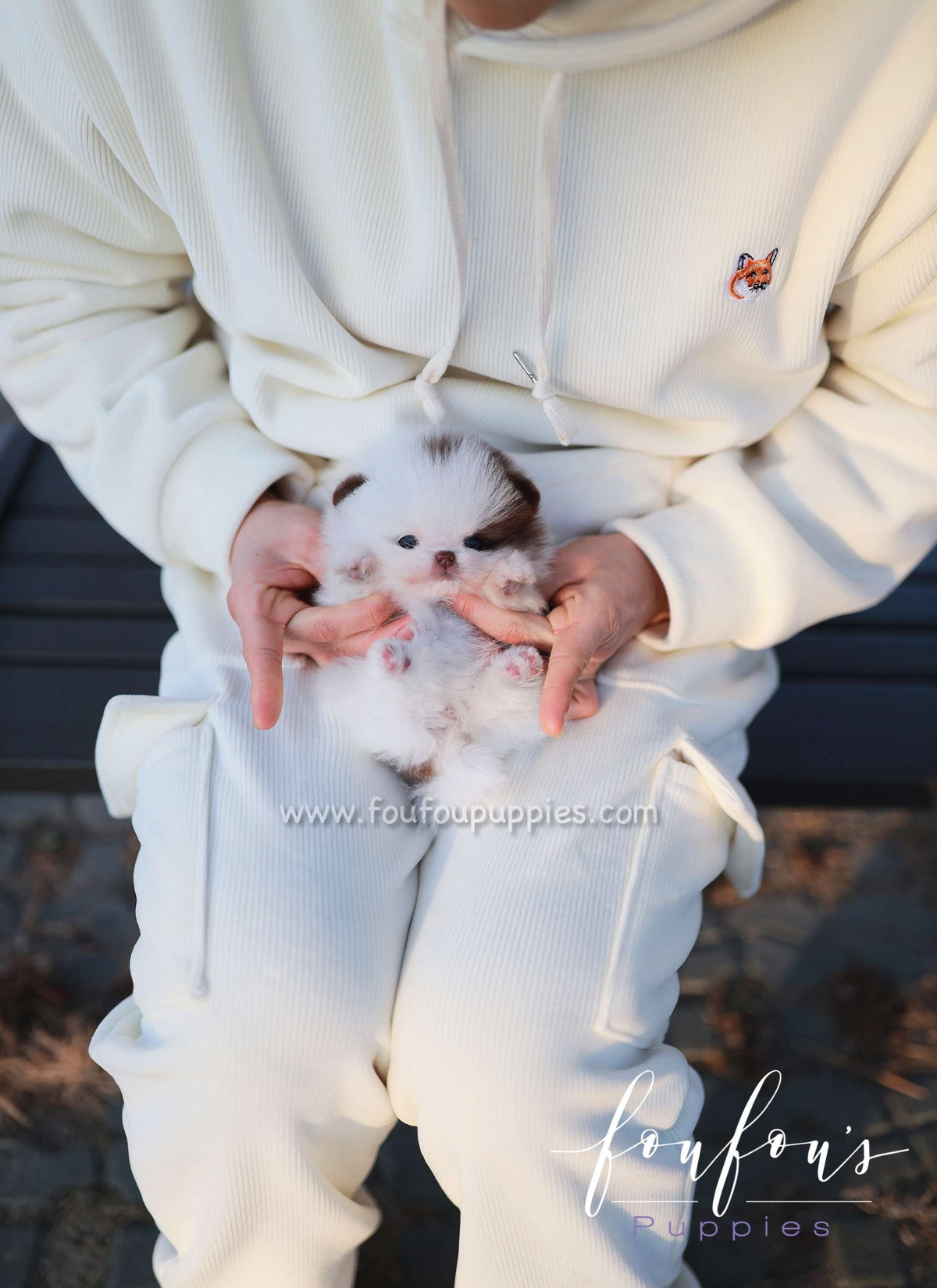 Gino - Pomeranian M.