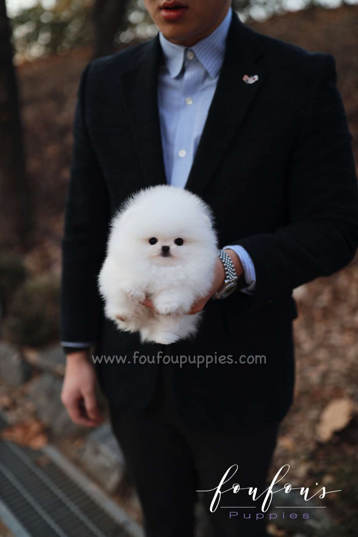 Nova - Pomeranian F.