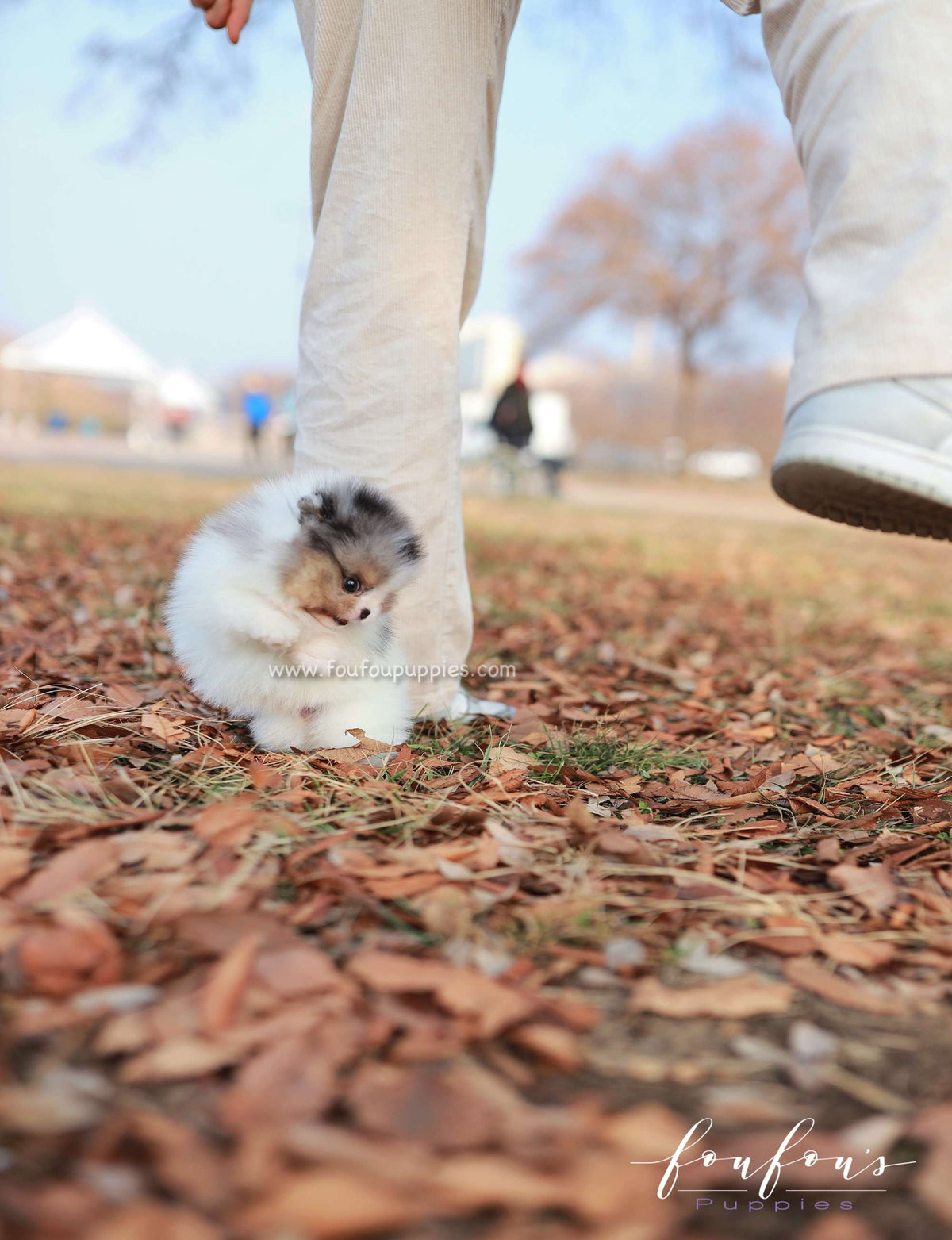 Kai - Pomeranian M.