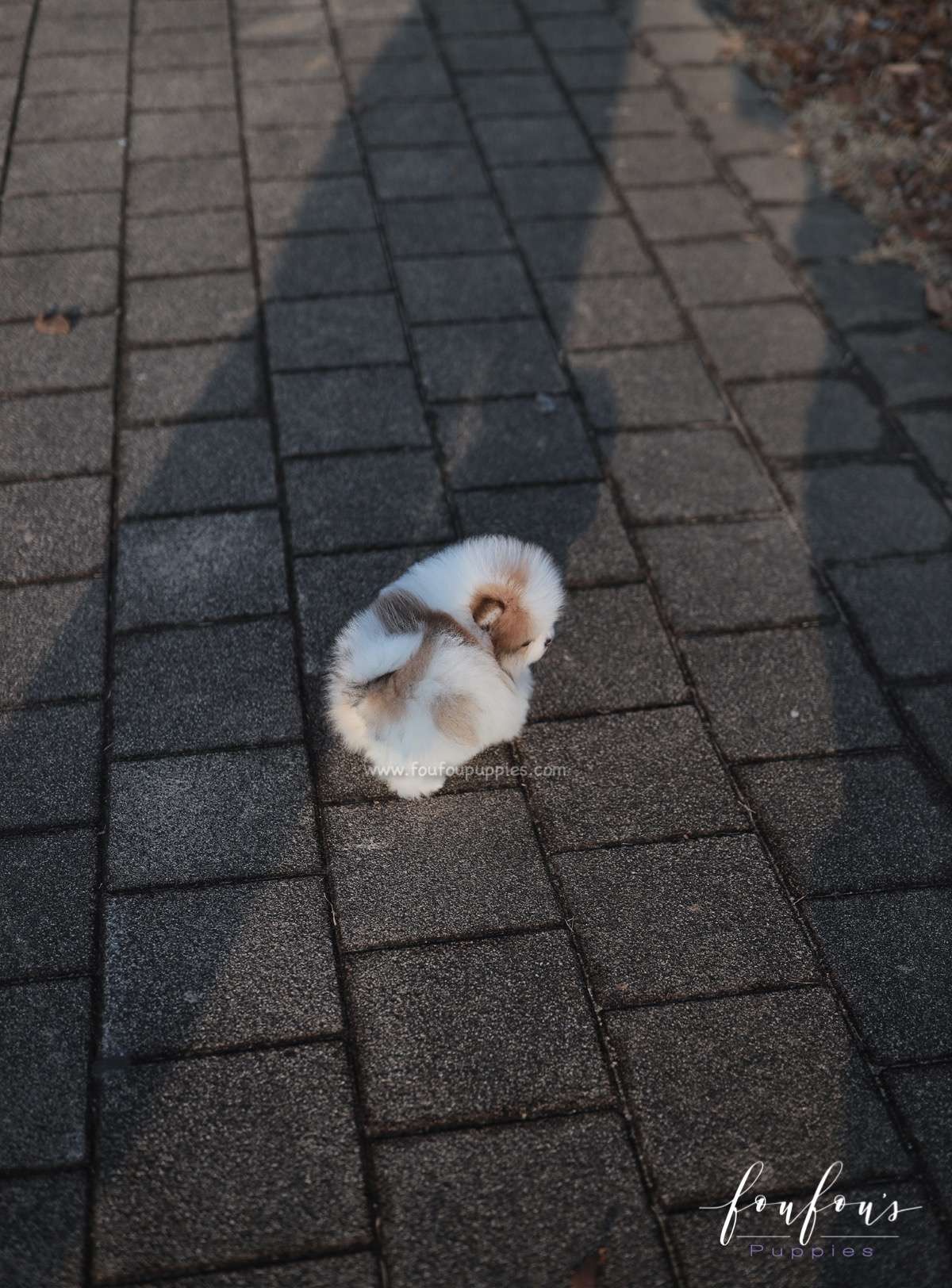 Marbles - Pomeranian F.