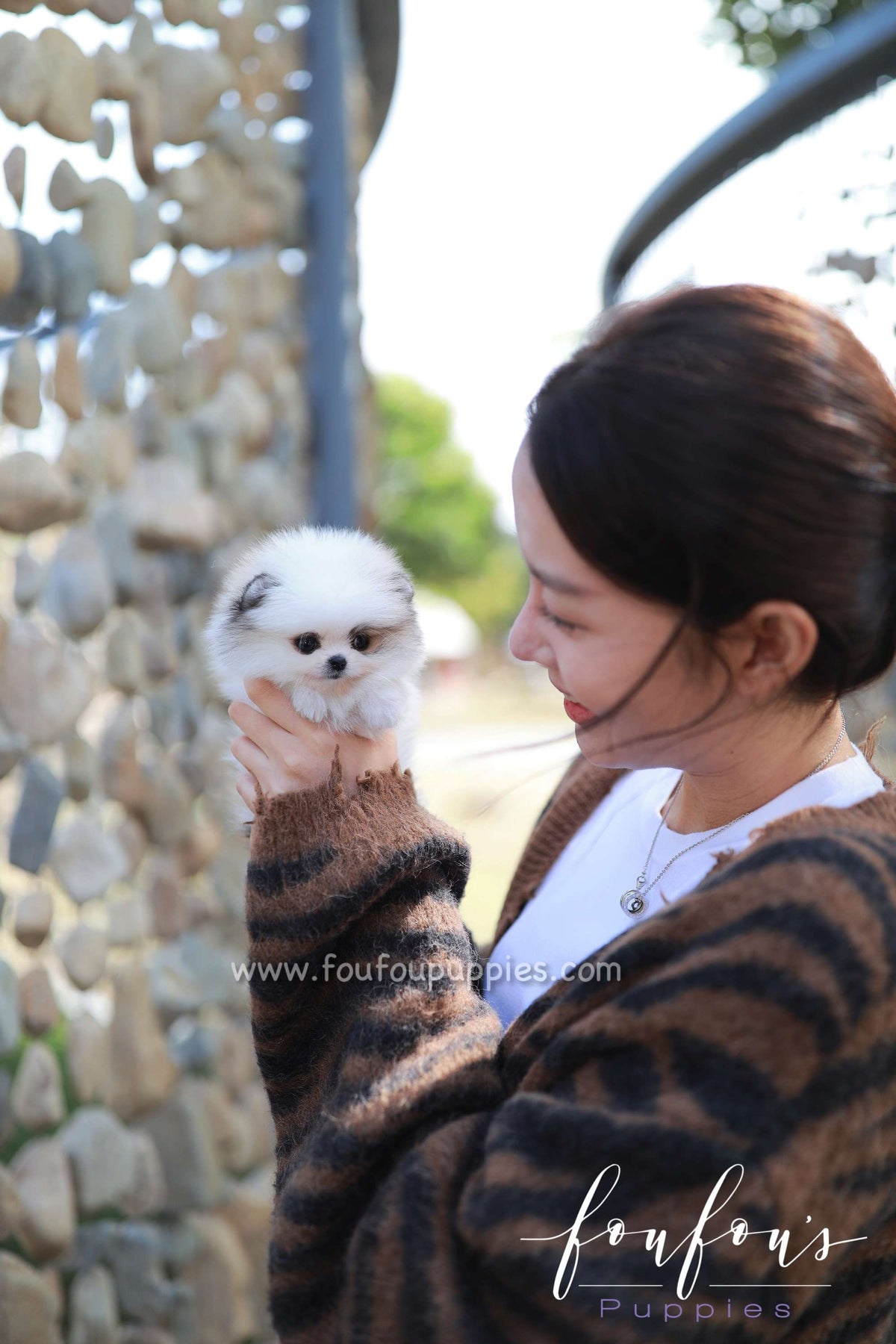 Cleo - Pomeranian F.