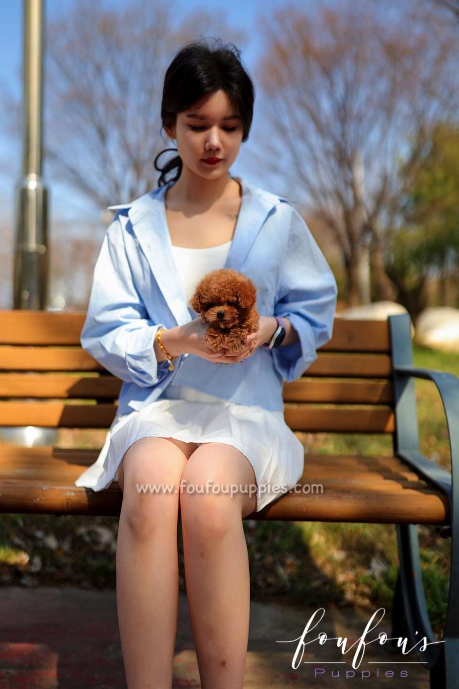Zoey - Poodle F.