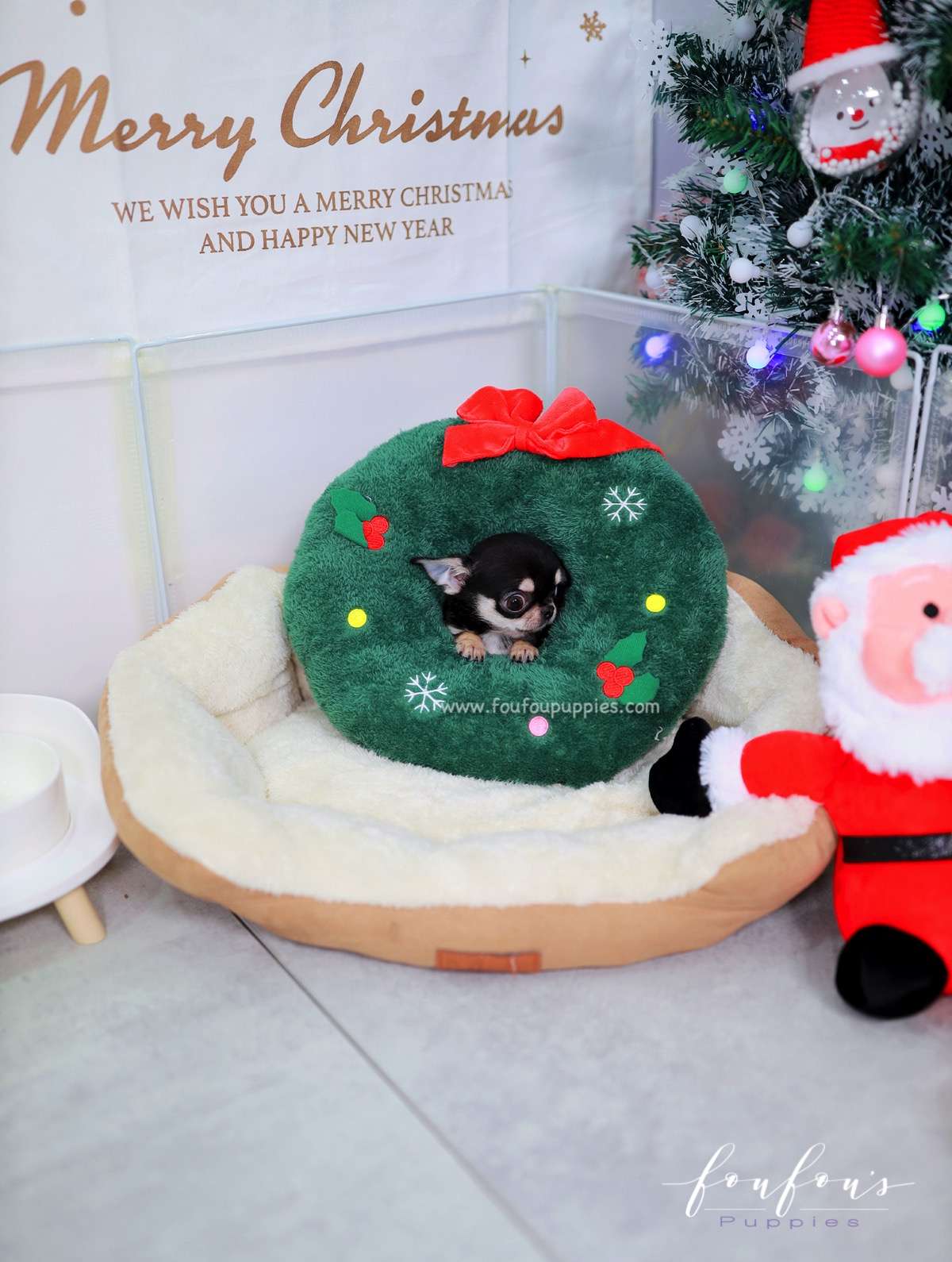 Ace - Chihuahua M.