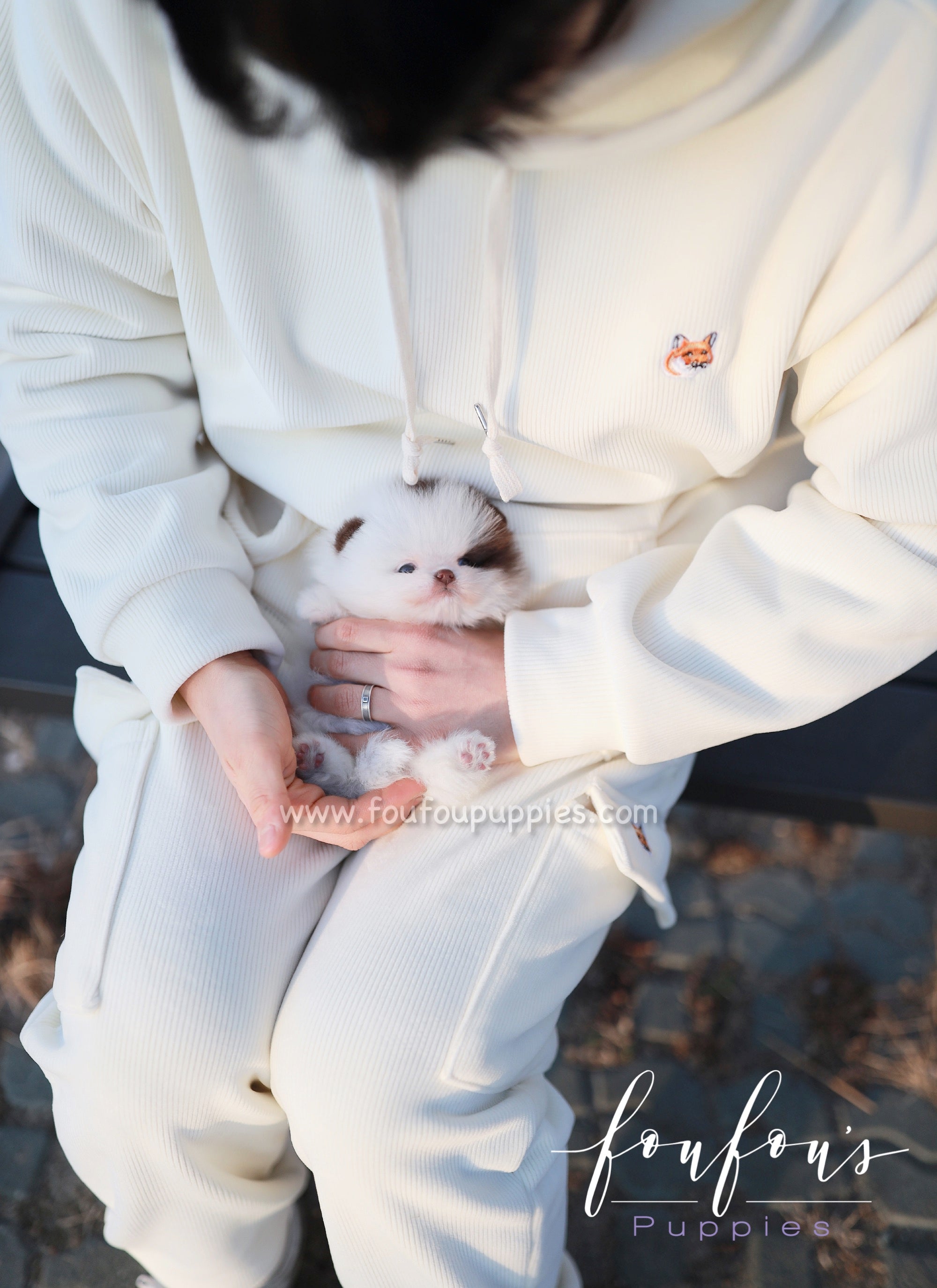 Gino - Pomeranian M.