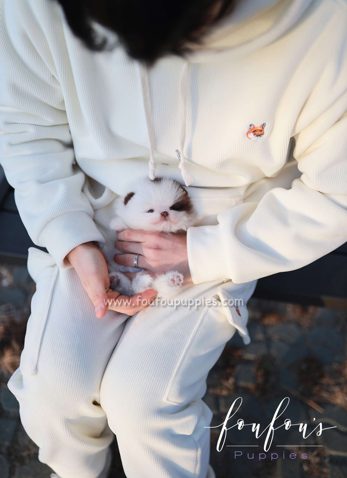 Gino - Pomeranian M.