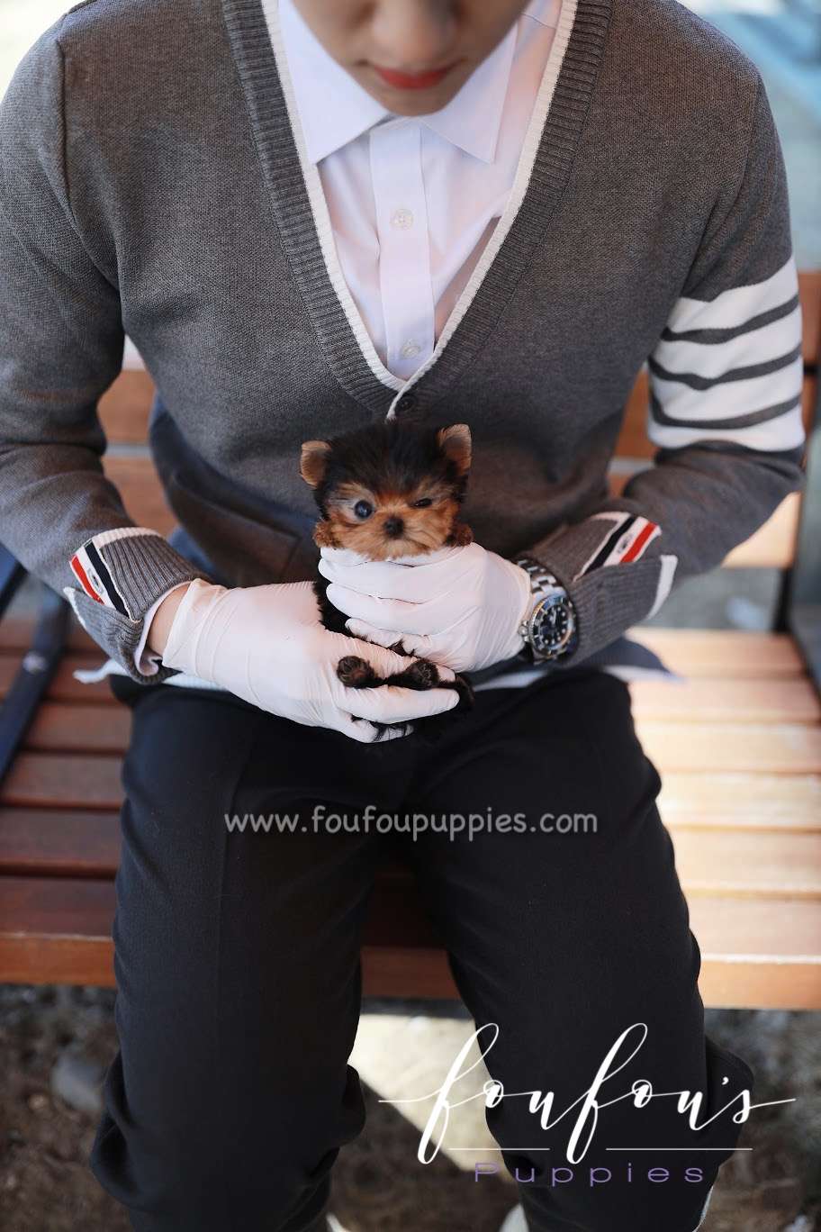 Tom - Yorkshire Terrier M.
