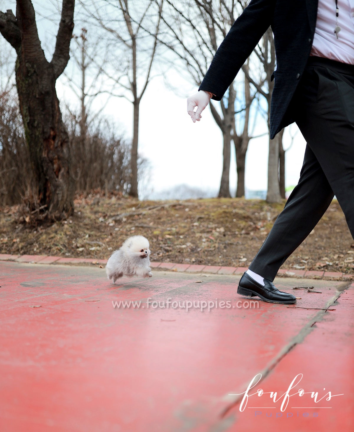 Celestia - Pomeranian F.