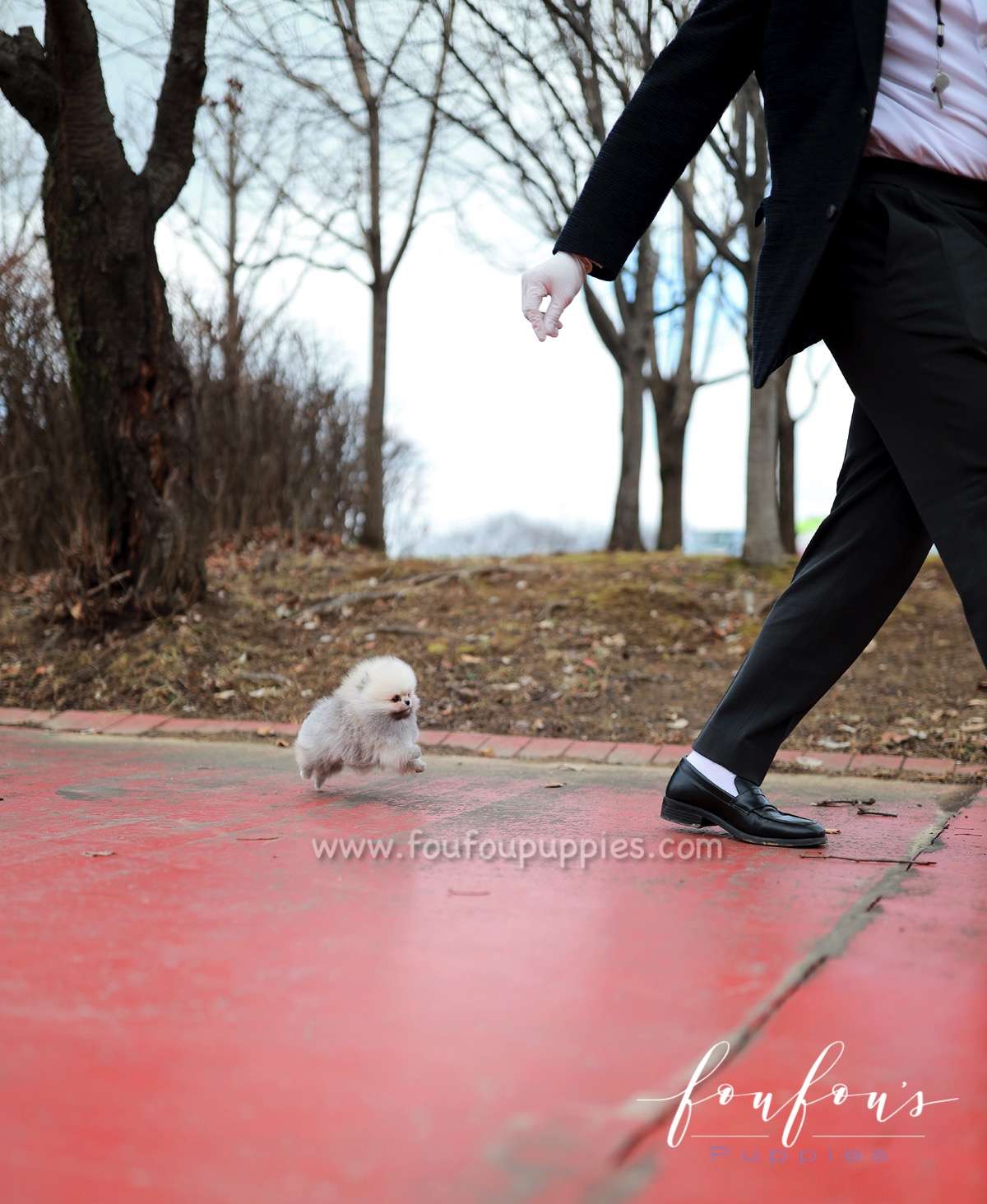 Celestia - Pomeranian F.