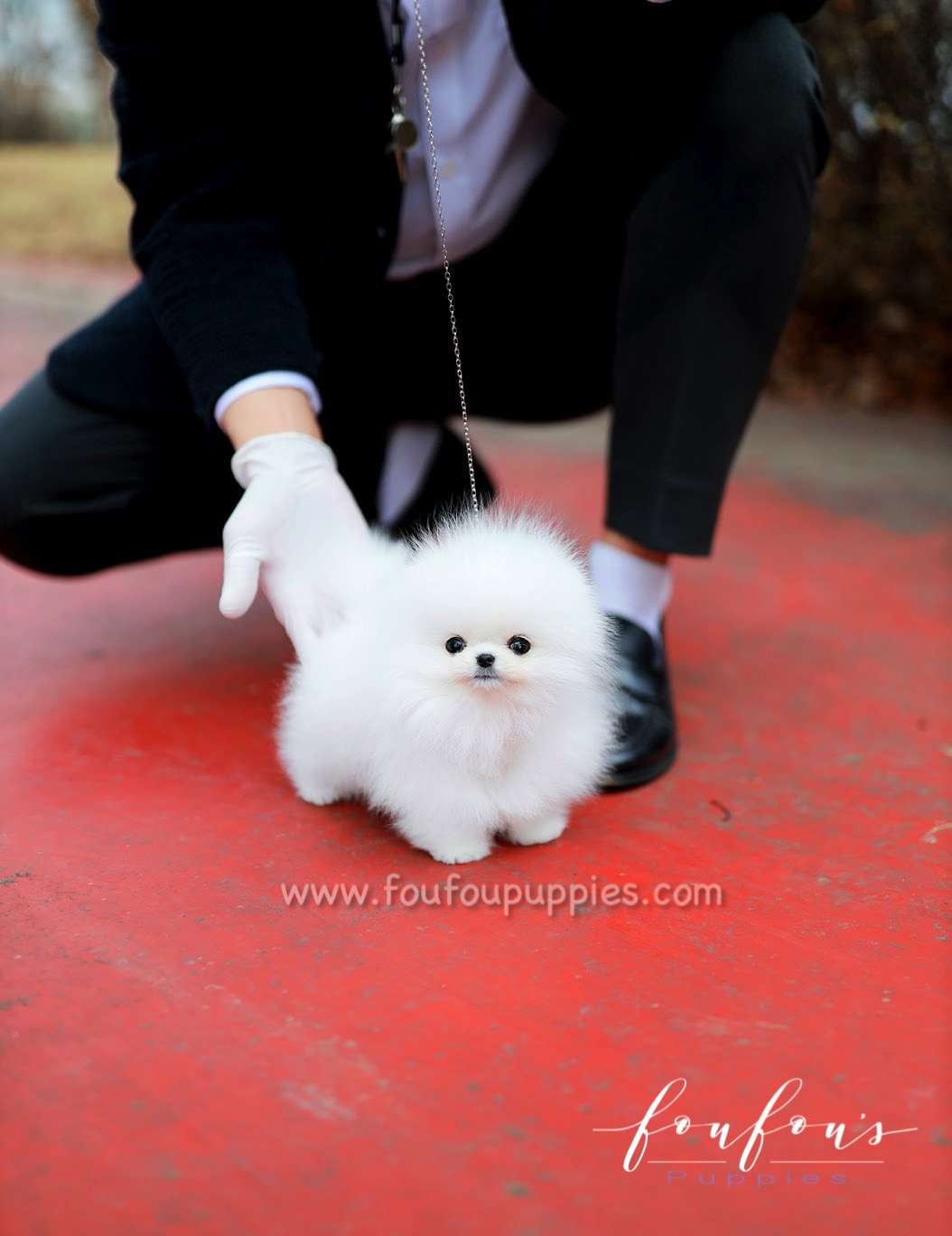 Luke - Pomeranian M.