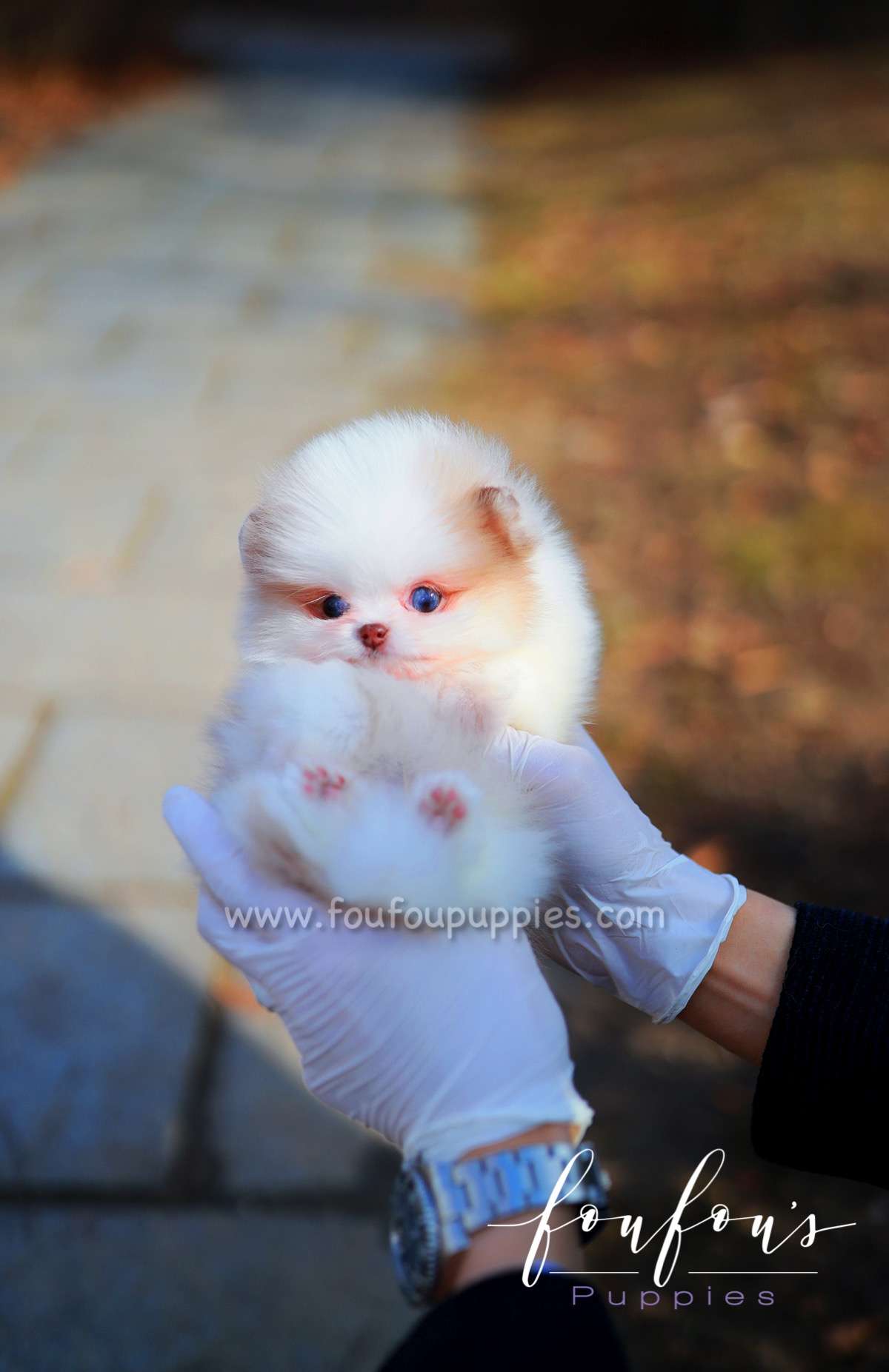 Amalfi - Pomeranian M.