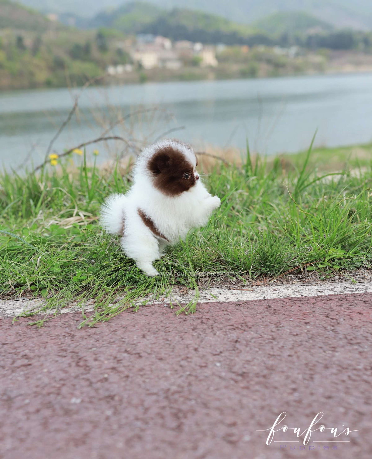 Enya - Pomeranian F.