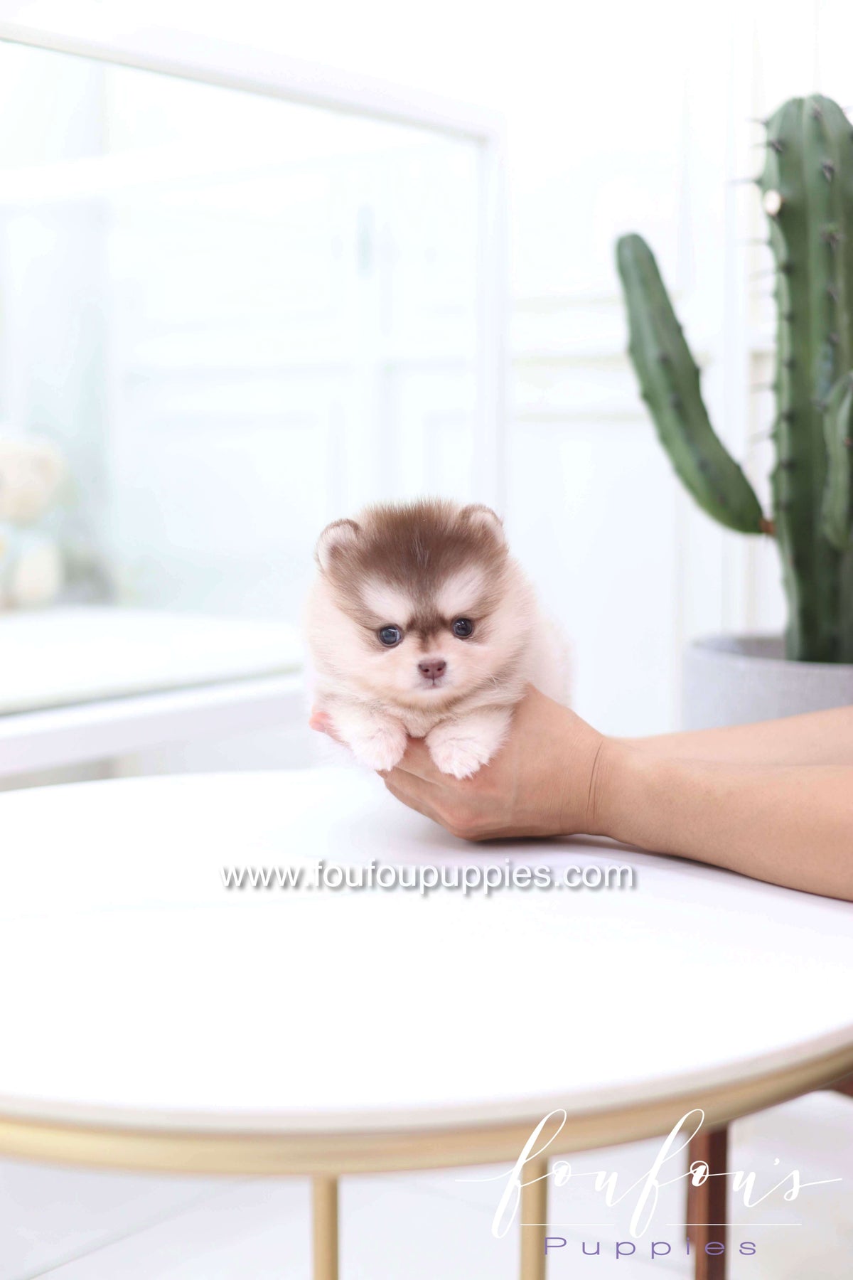 Miu - Pomsky F.