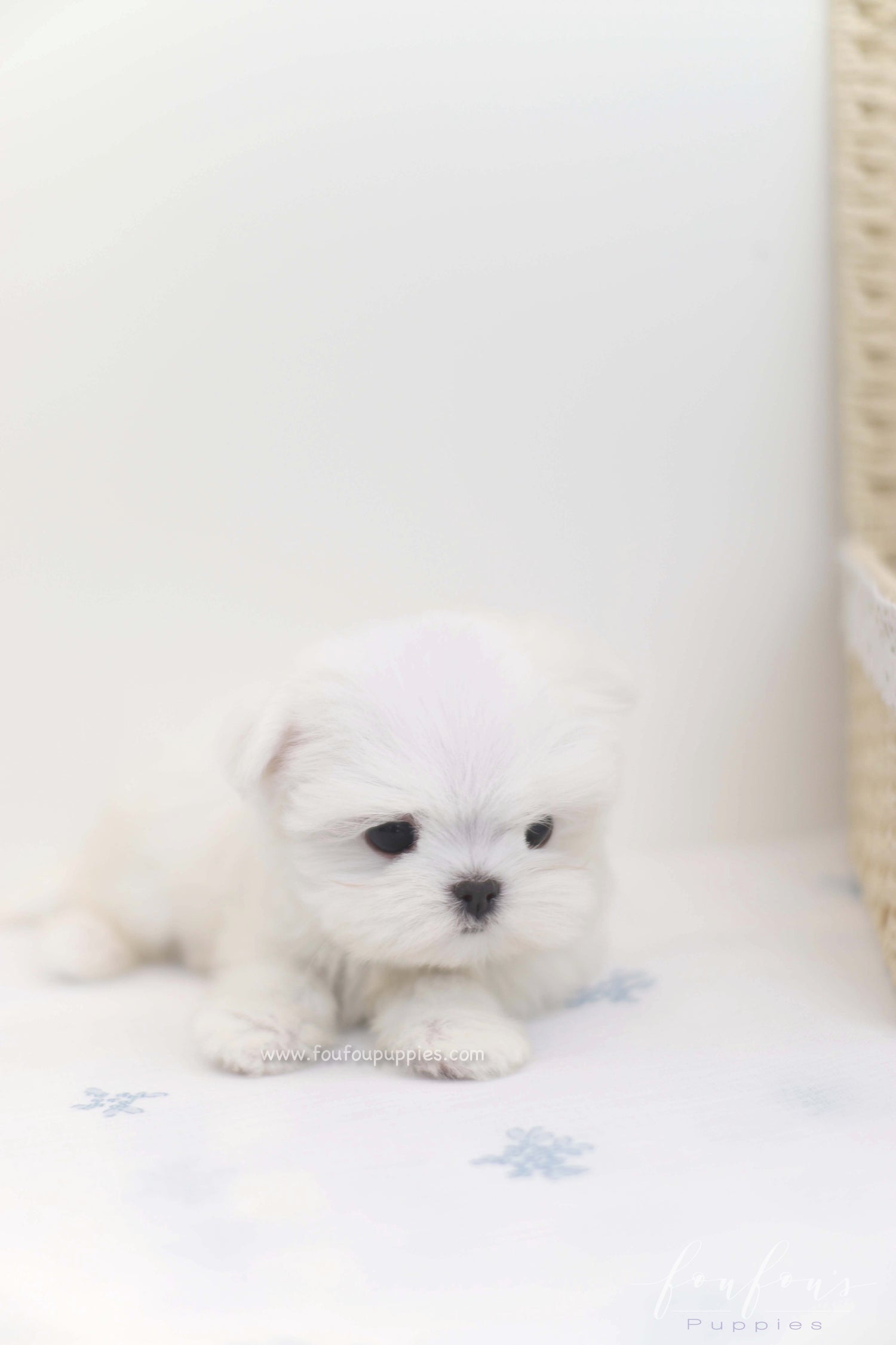 Willow - Maltese F.