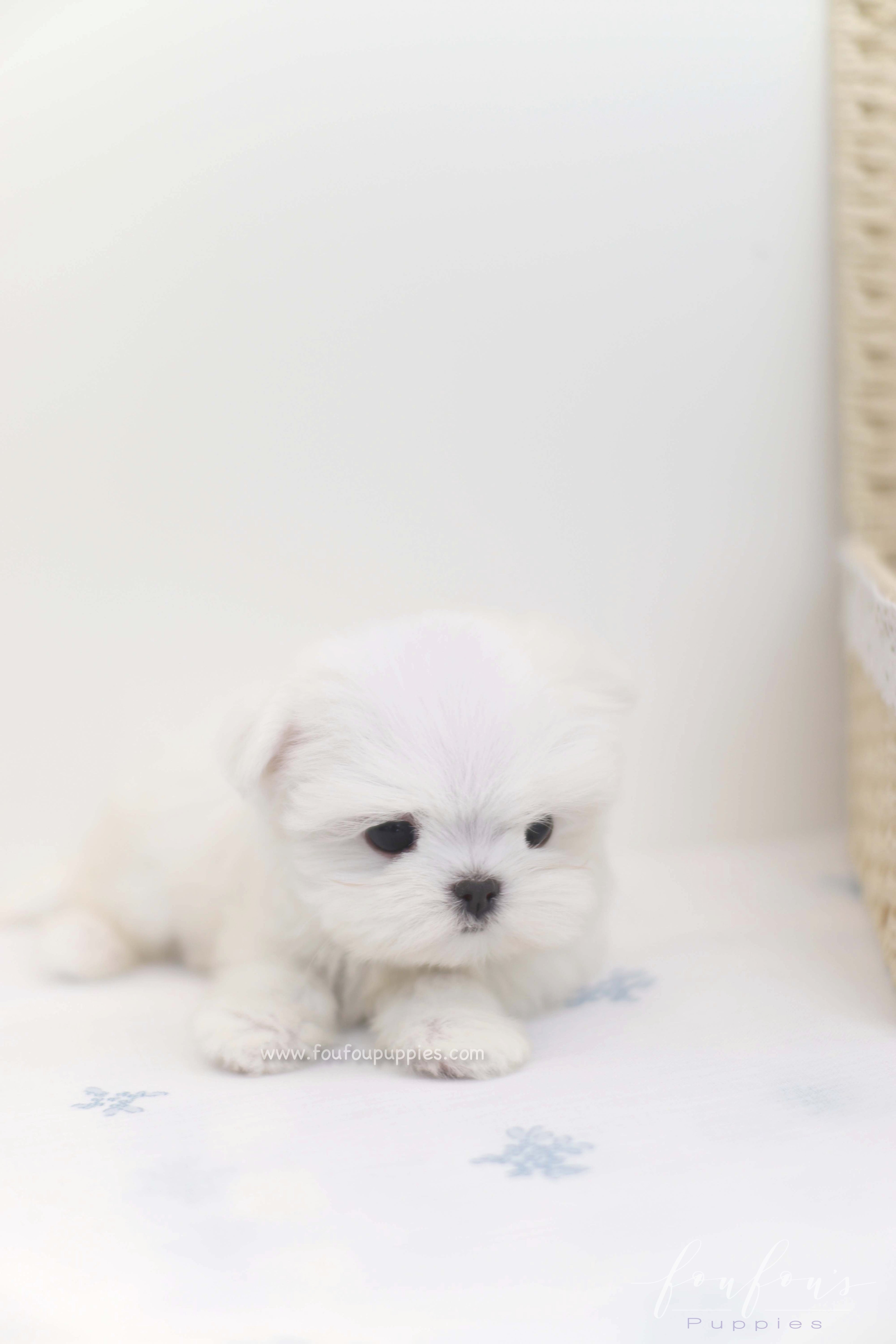 Willow - Maltese F.