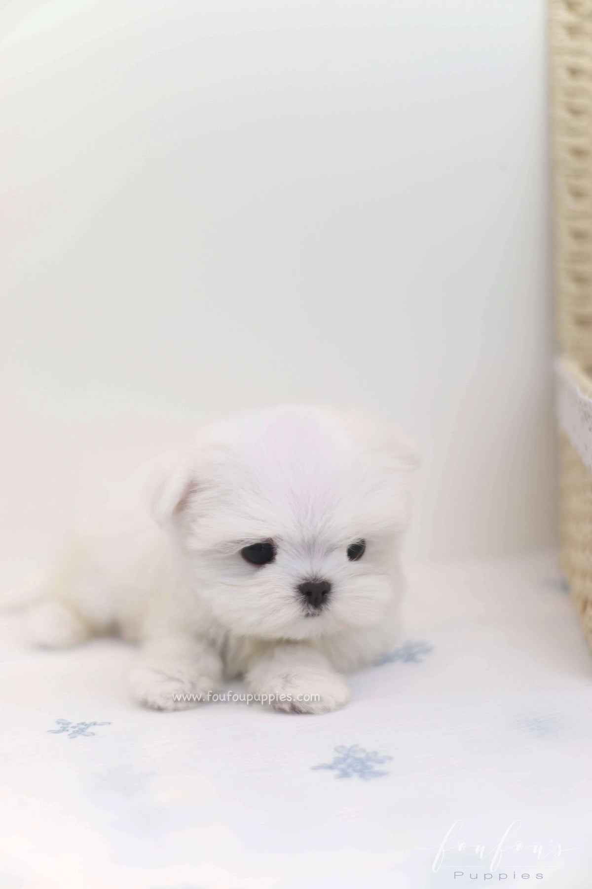 Willow - Maltese F.