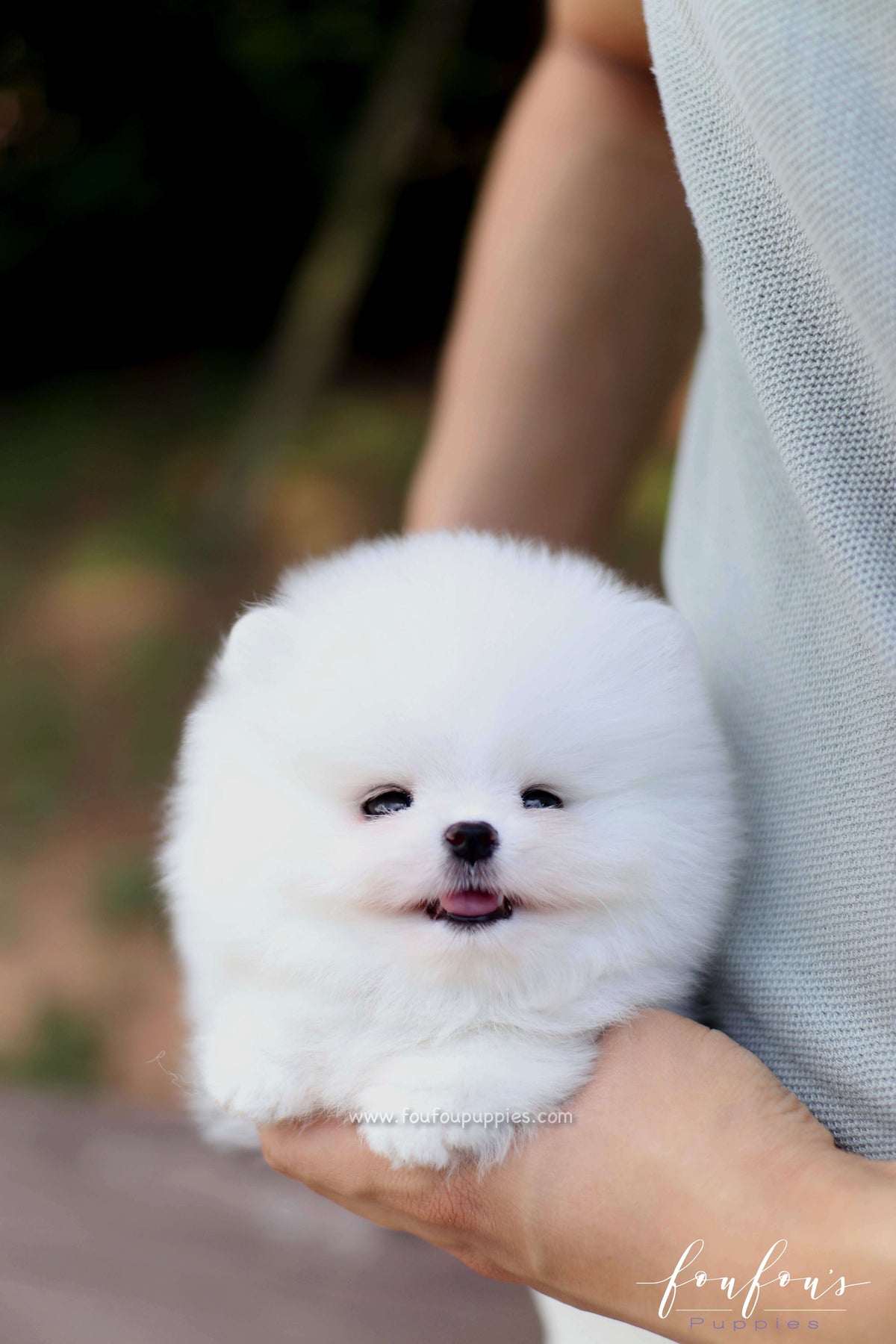 Nova - Pomeranian M.