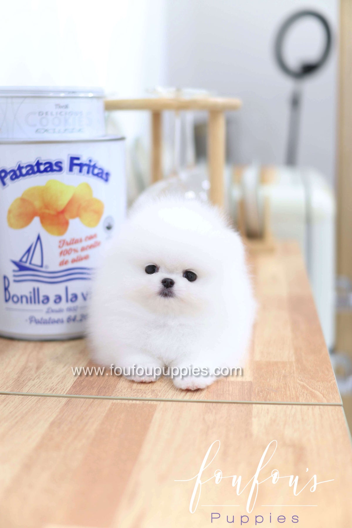 Dior - Pomeranian F.