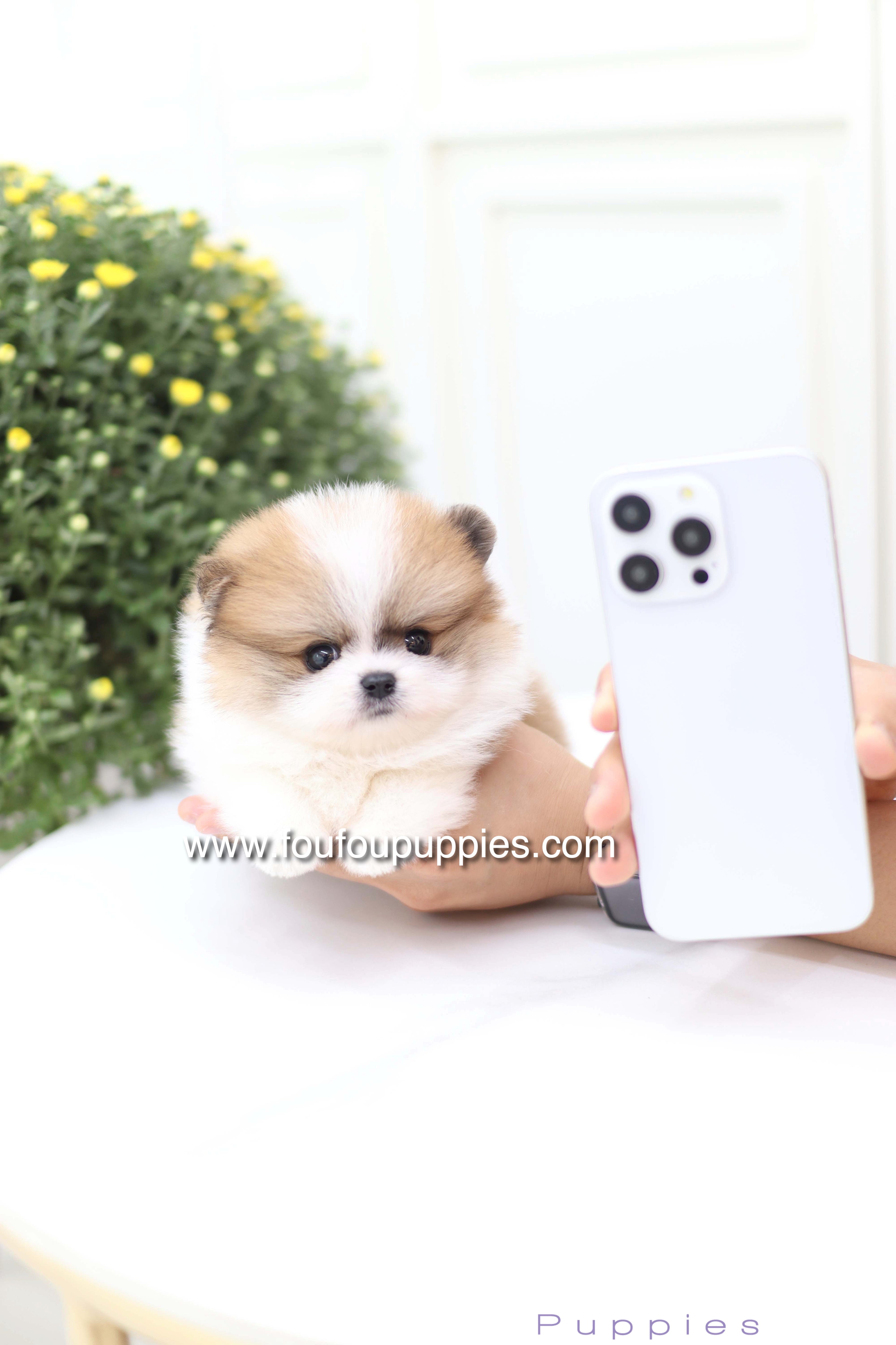 Mushy - Pomeranian M.