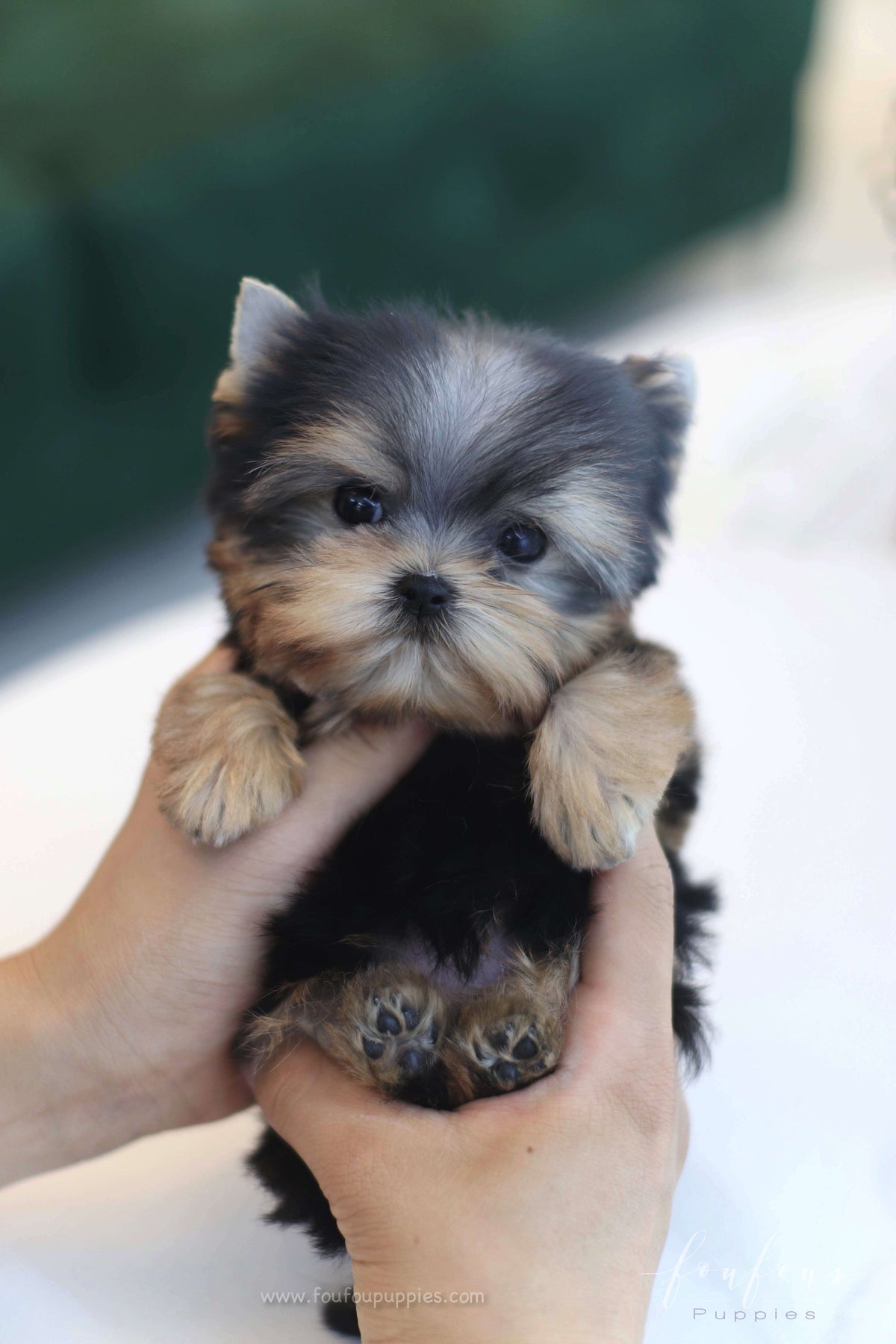 Tinker - Yorkshire Terrier F.