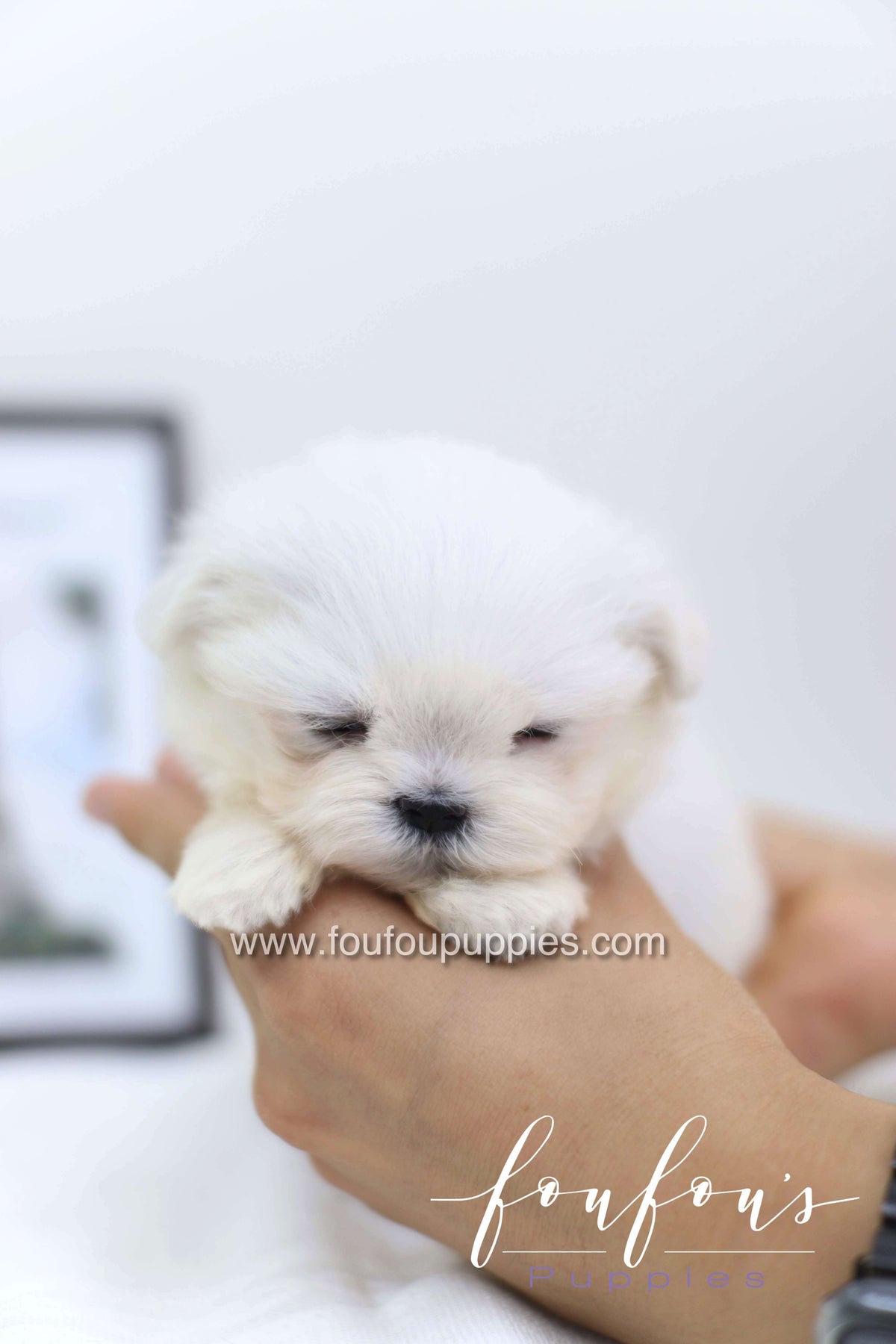 Cléo - Maltese F.