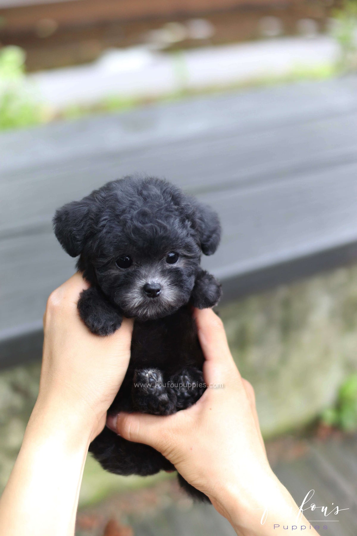 Dahlia - Poodle F.