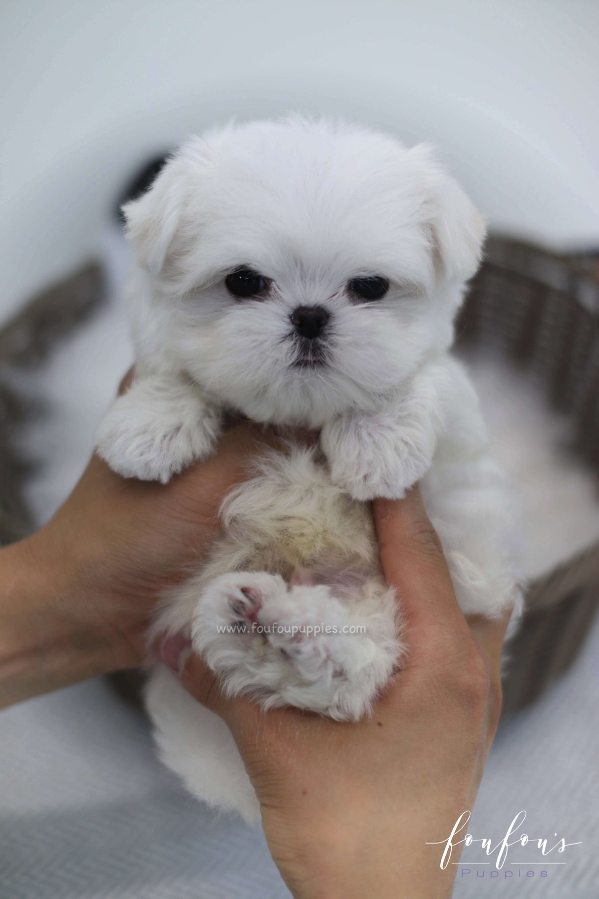 Henry - Maltese M.
