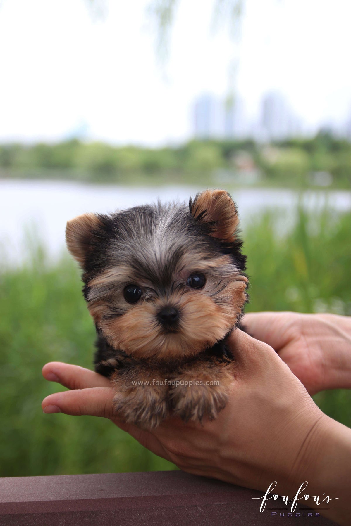 Giulia - Yorkshire Terrier F.