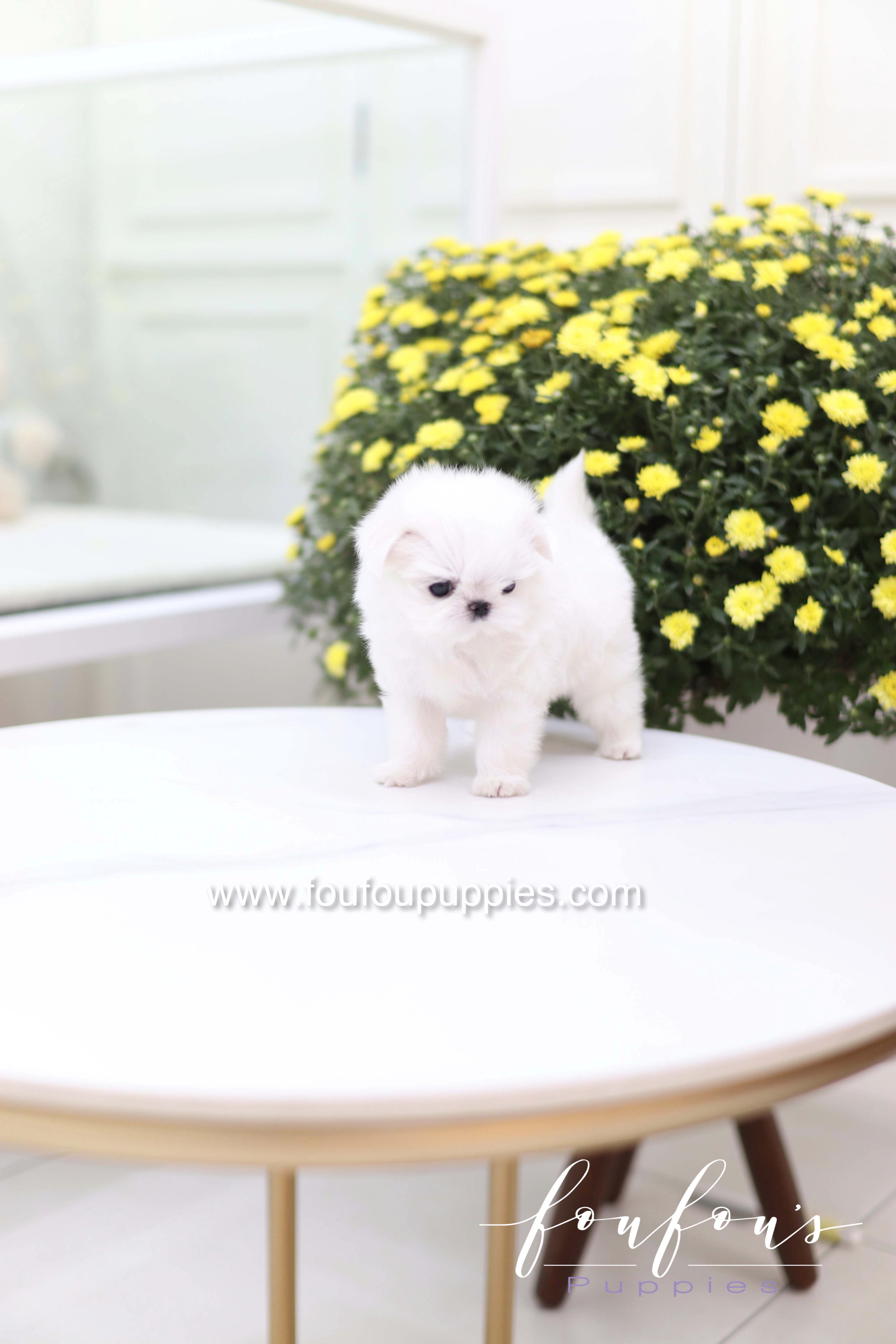 Teeny - Maltese F.