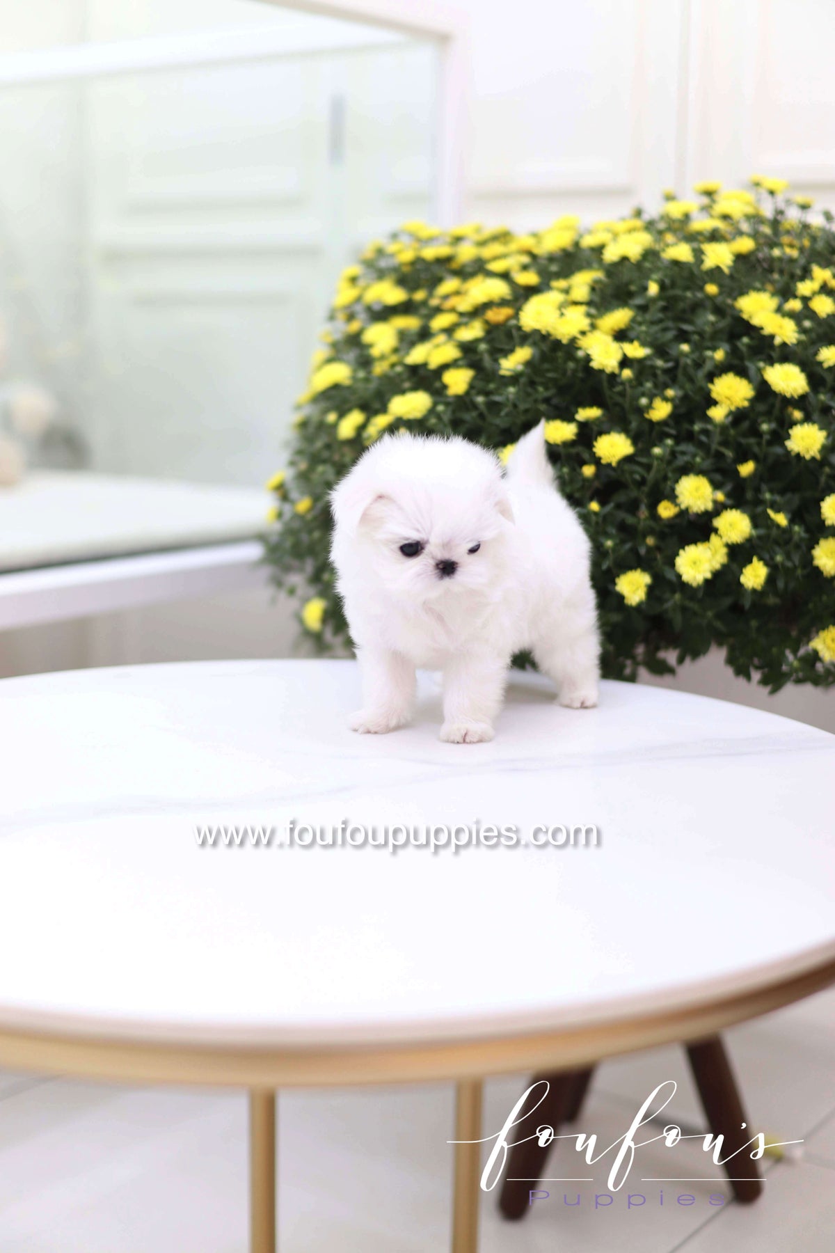 Teeny - Maltese F.