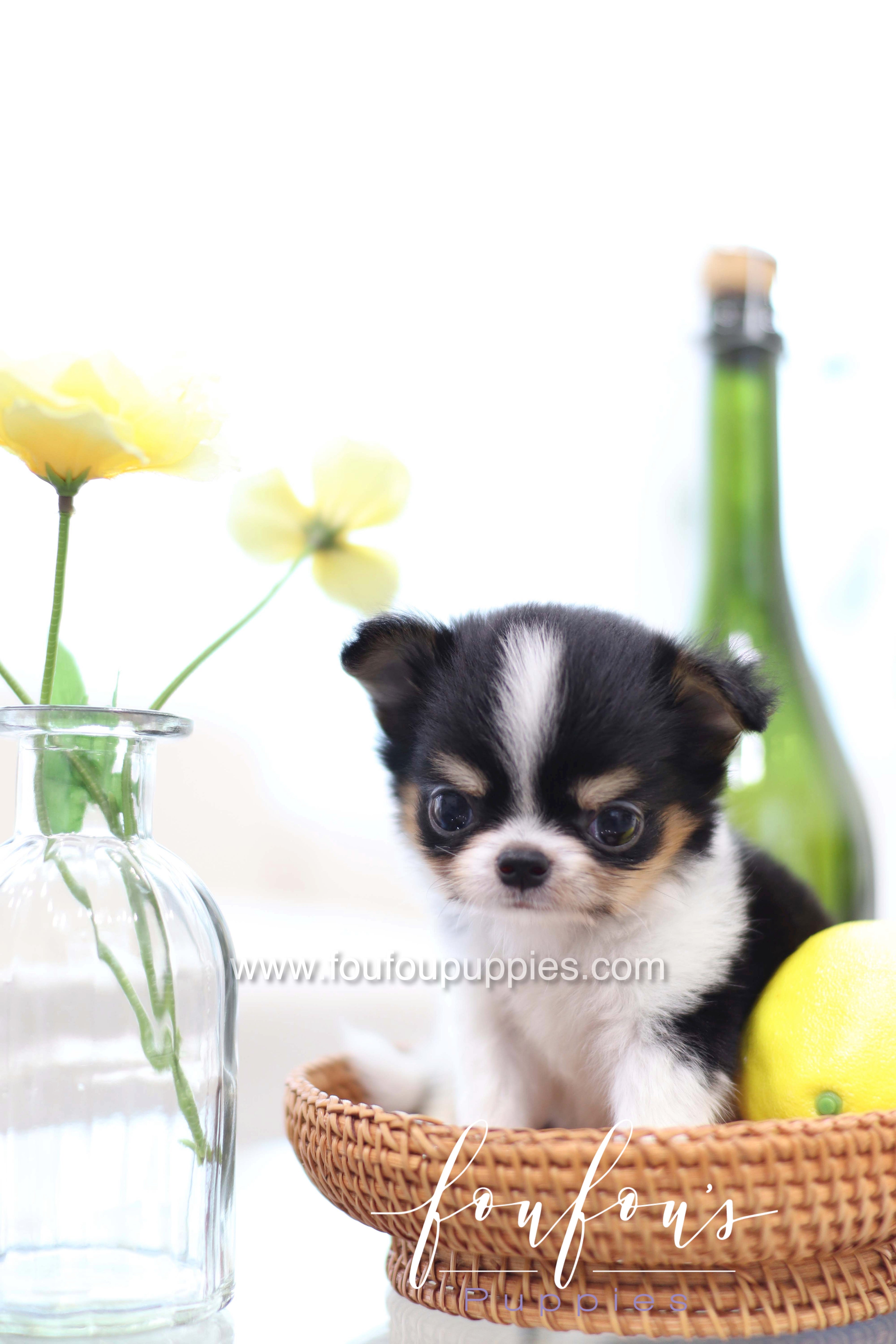 Pablo - Chihuahua M.