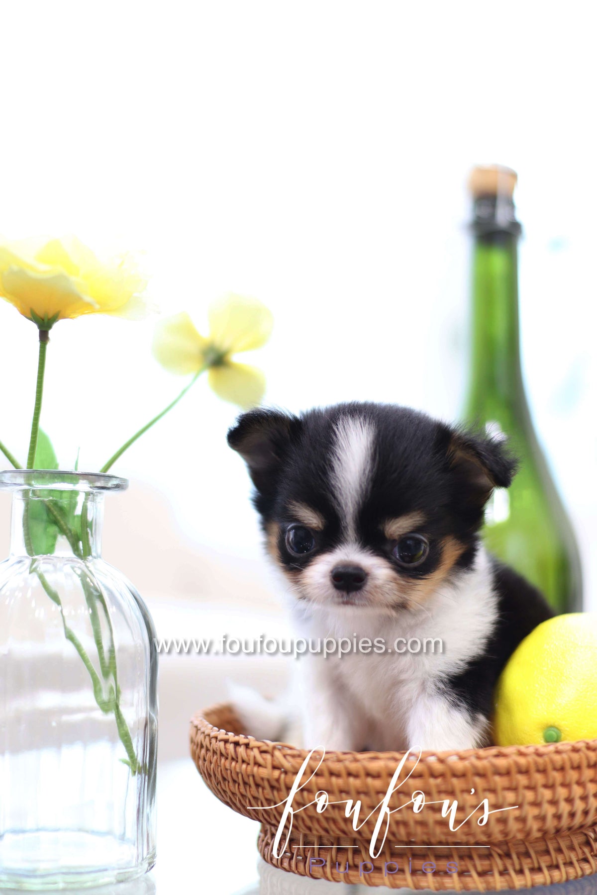 Pablo - Chihuahua M.