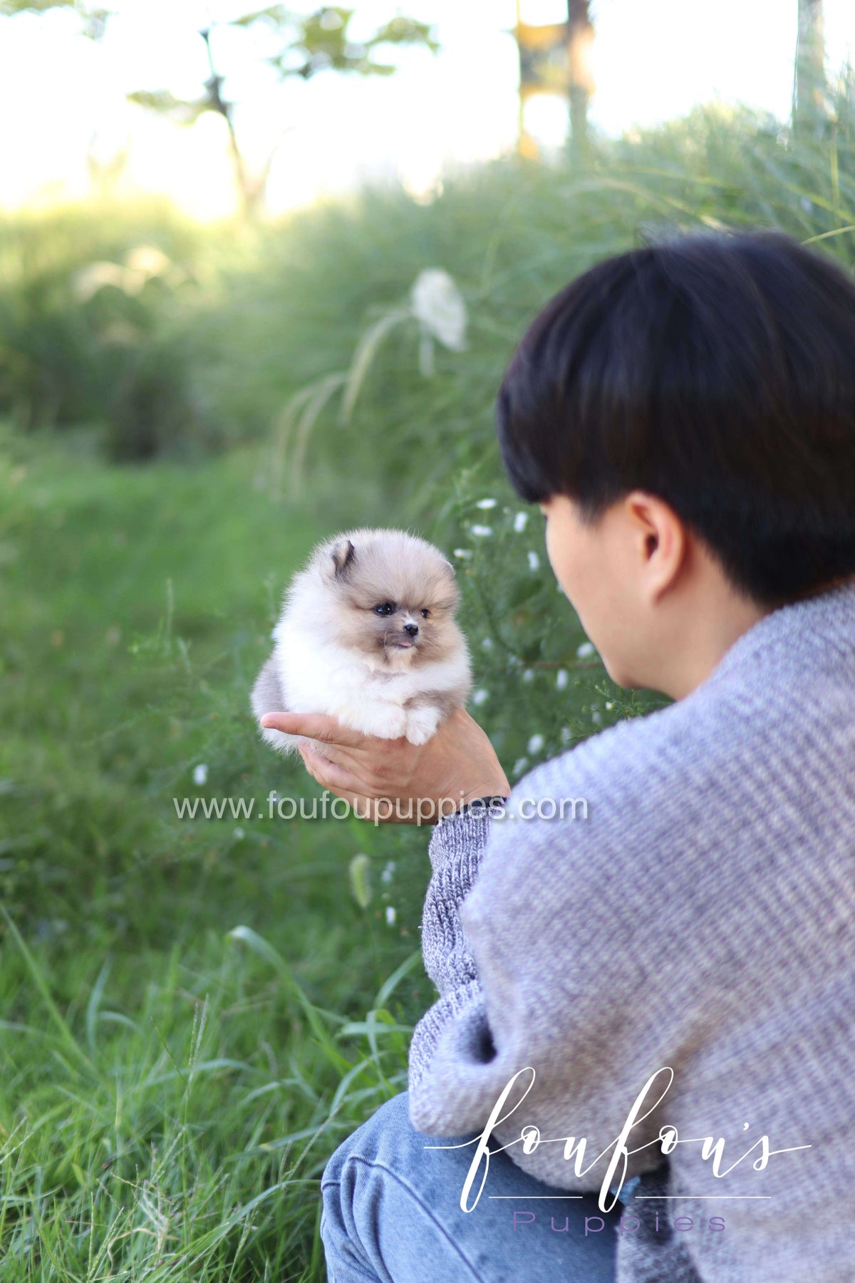 Zephyr - Pomeranian M.