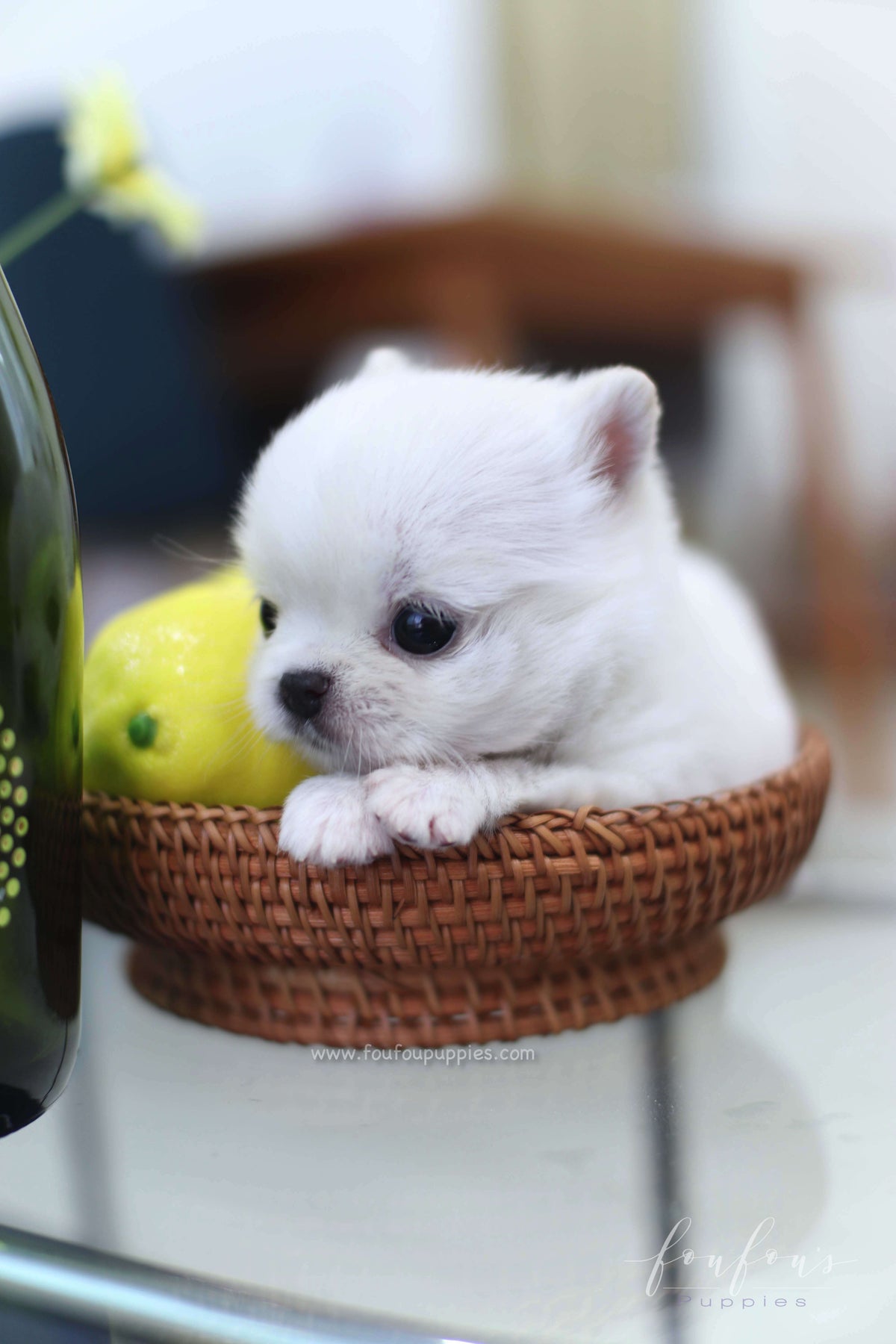 Milo - Chihuahua M.
