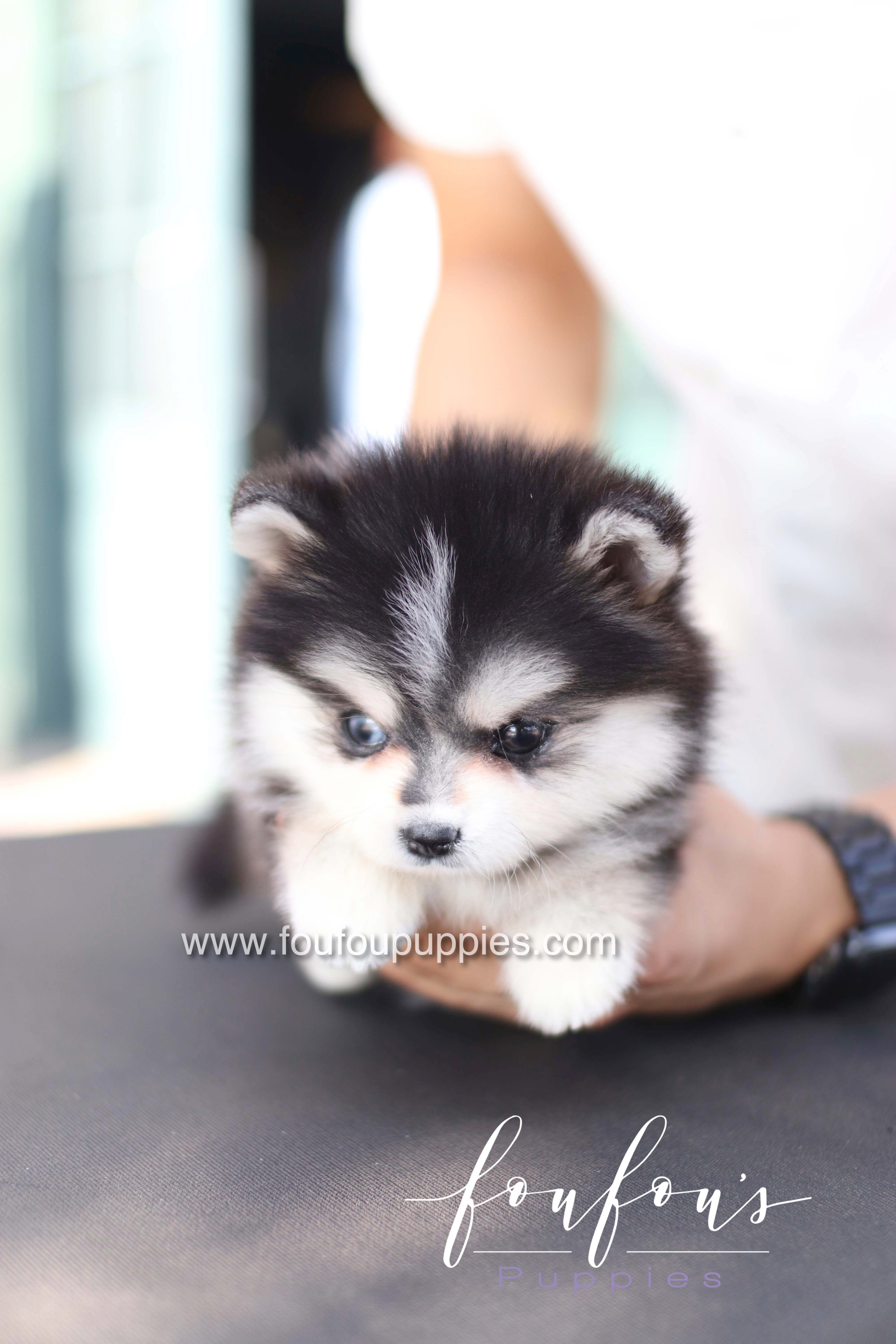 Moíshi - Pomsky M.