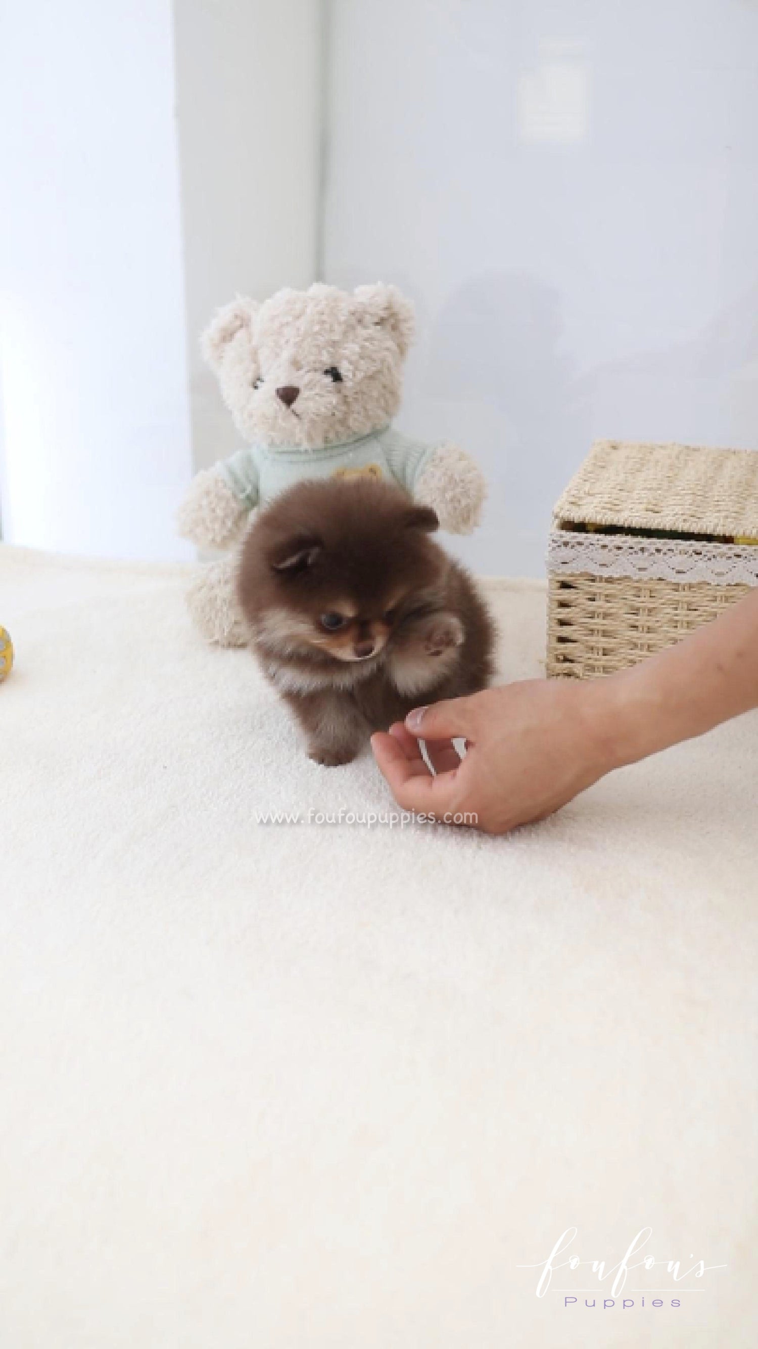 Twix - Pomeranian F.