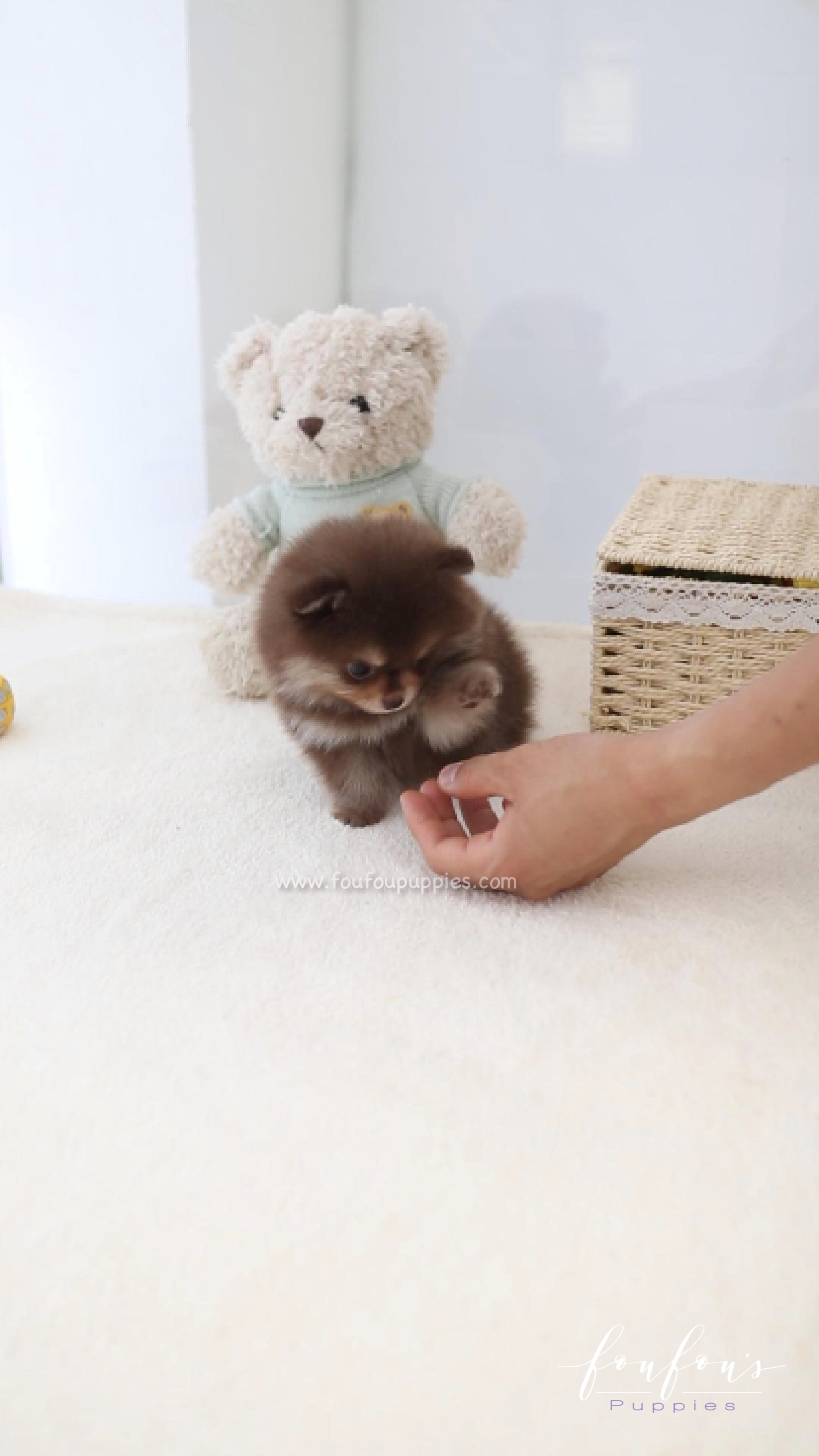 Twix - Pomeranian F.