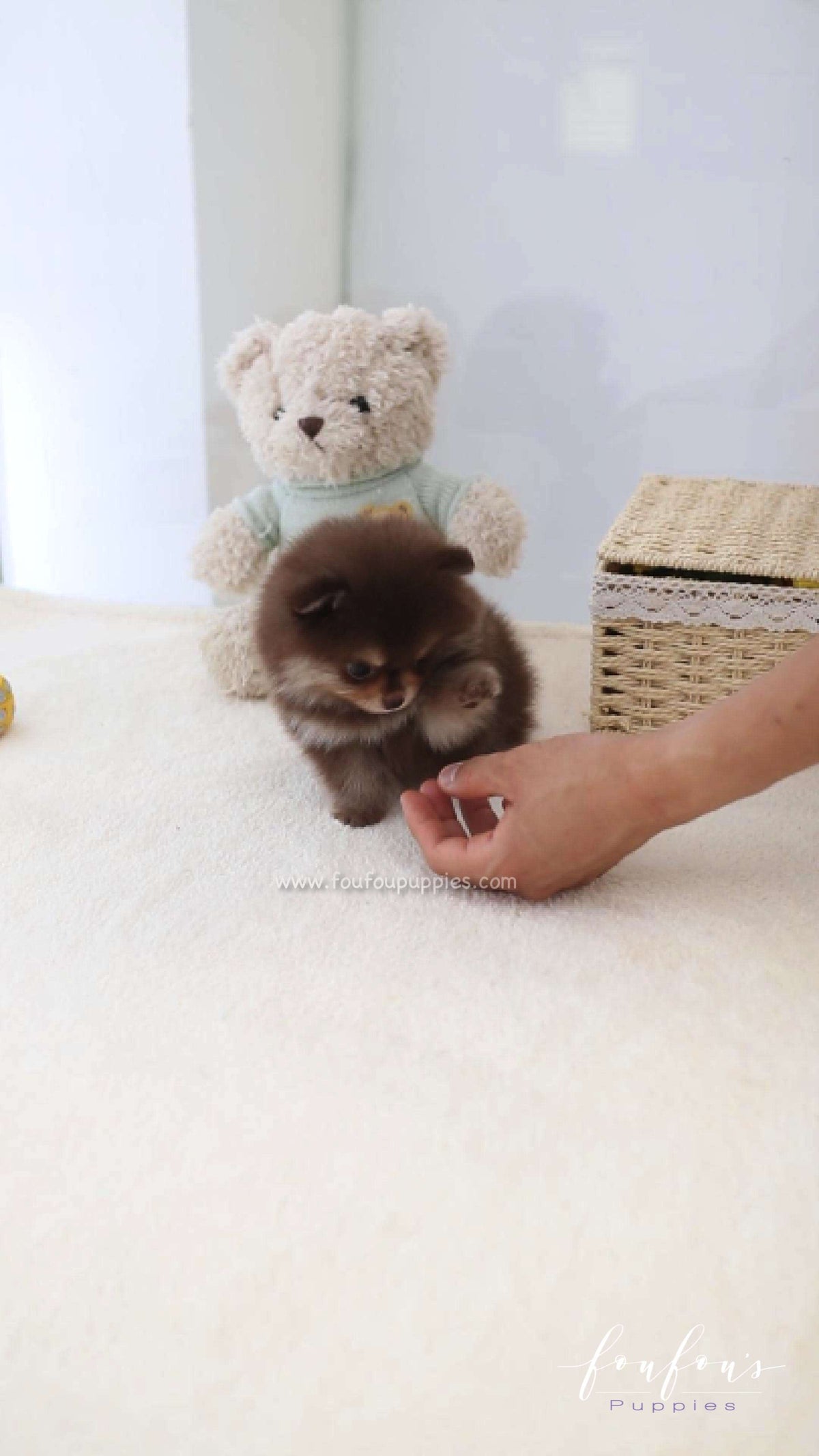Twix - Pomeranian F.