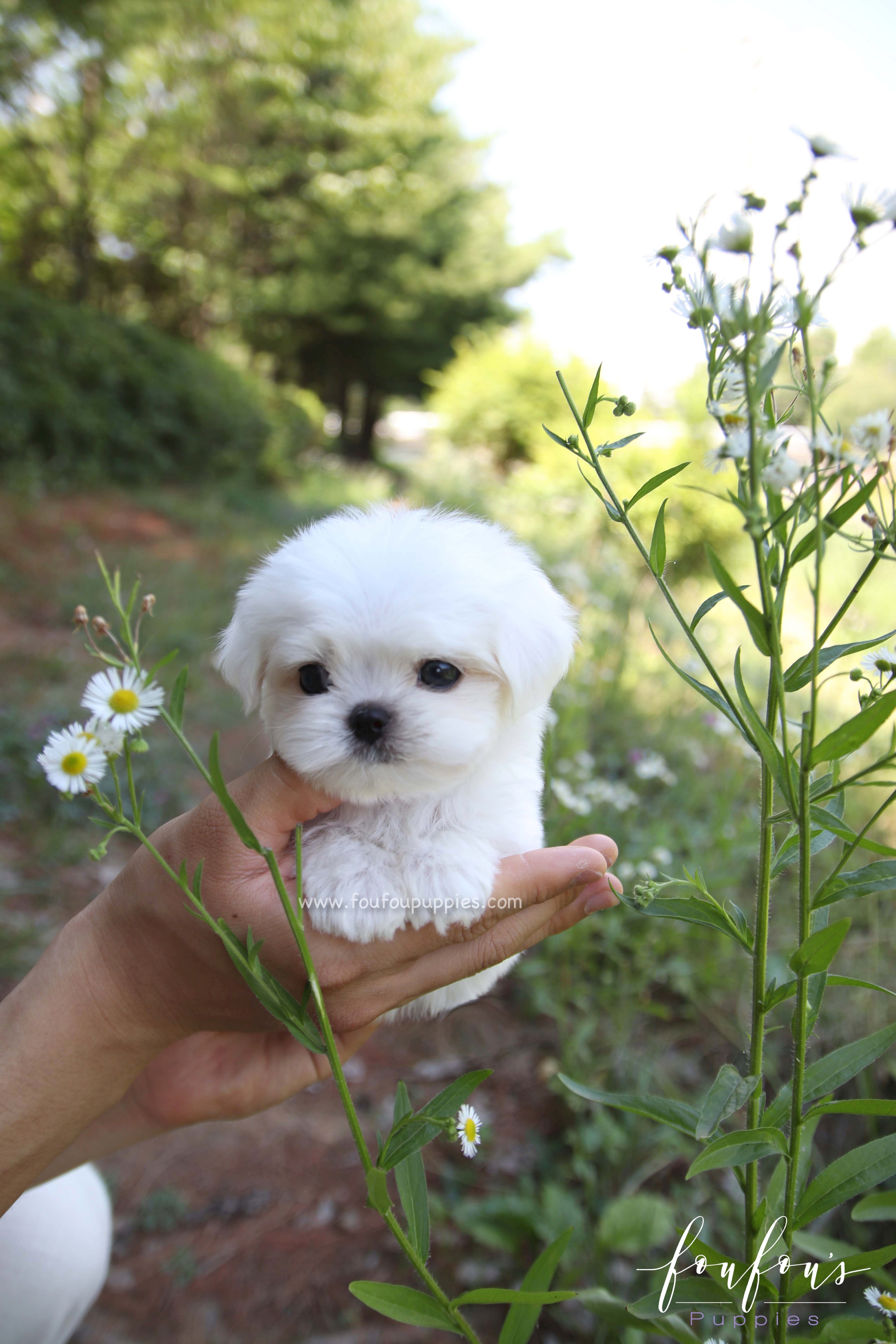 BonBon - Maltese M.